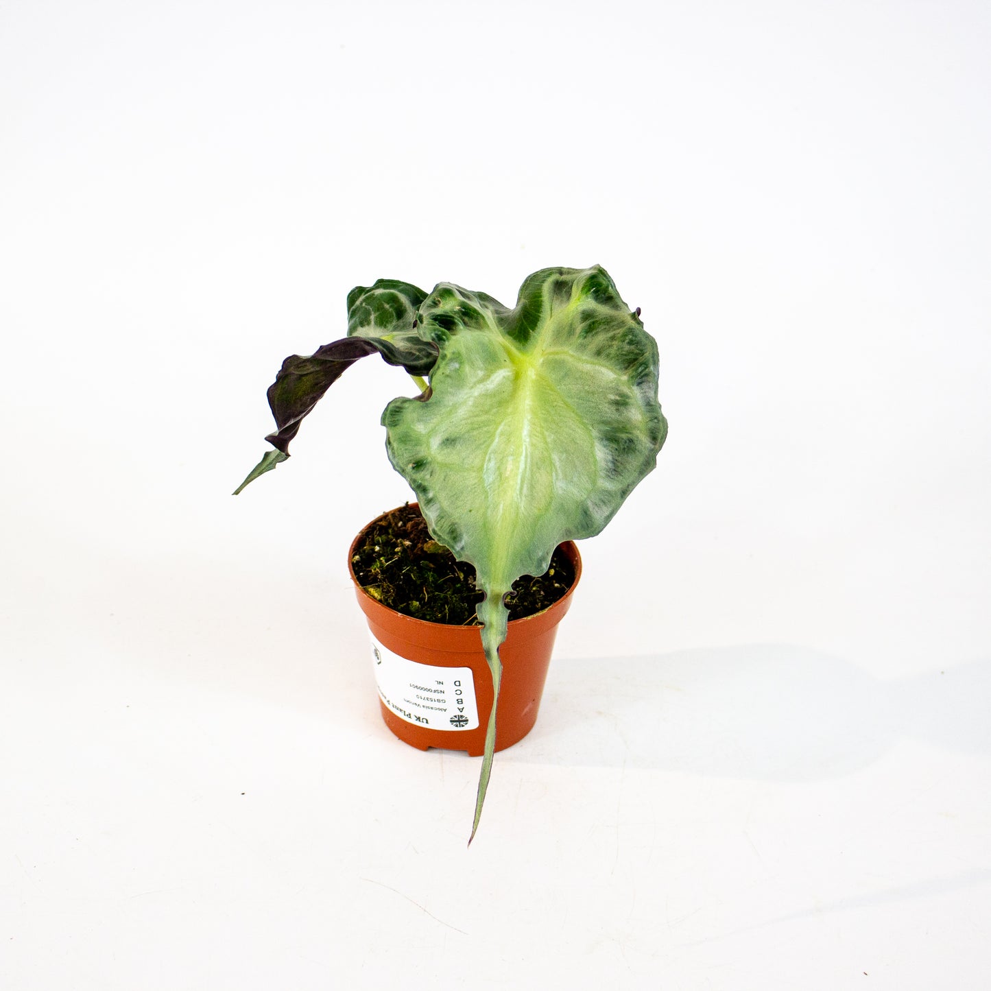 Alocasia Venom 8cm H12cm