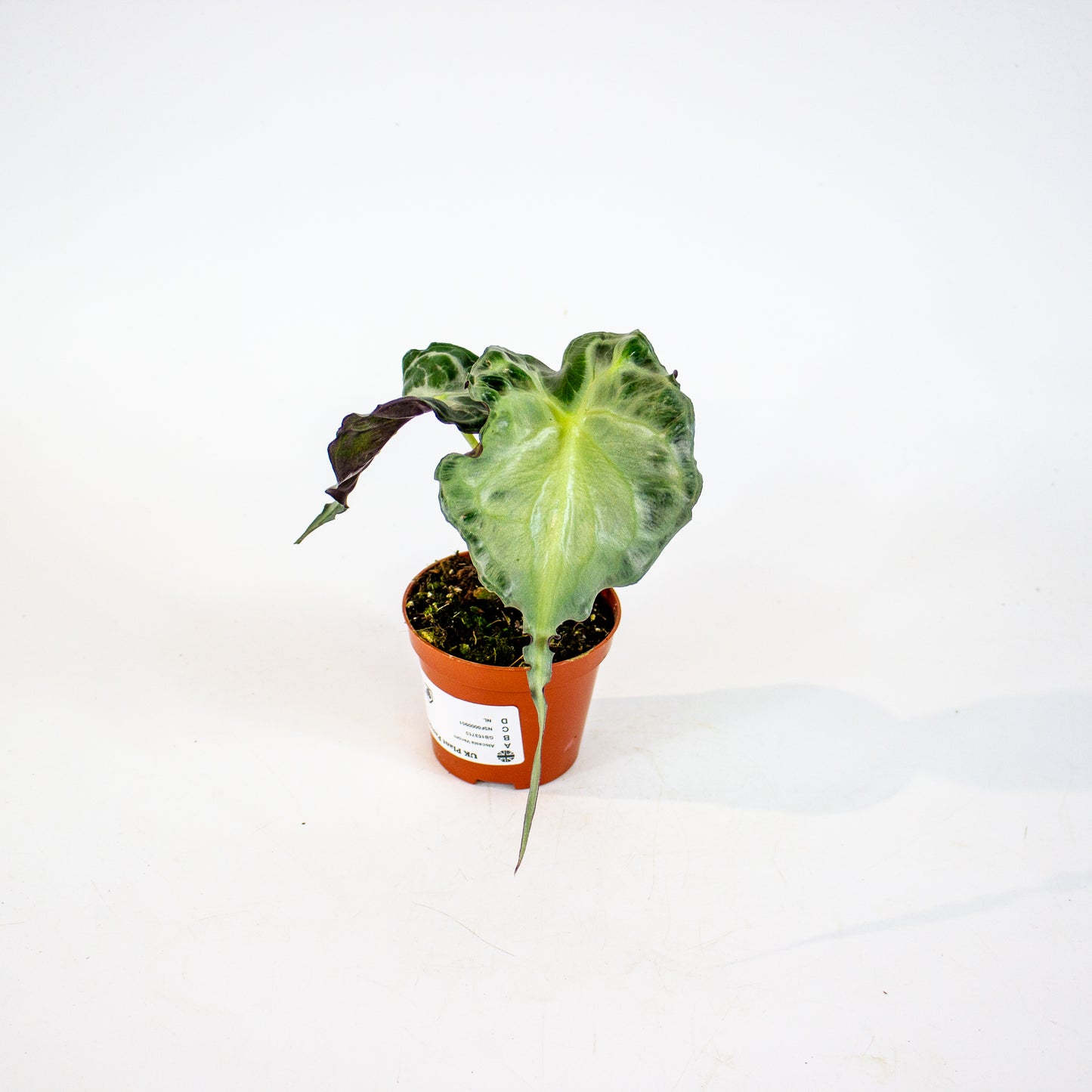 Alocasia Venom 8cm H12cm