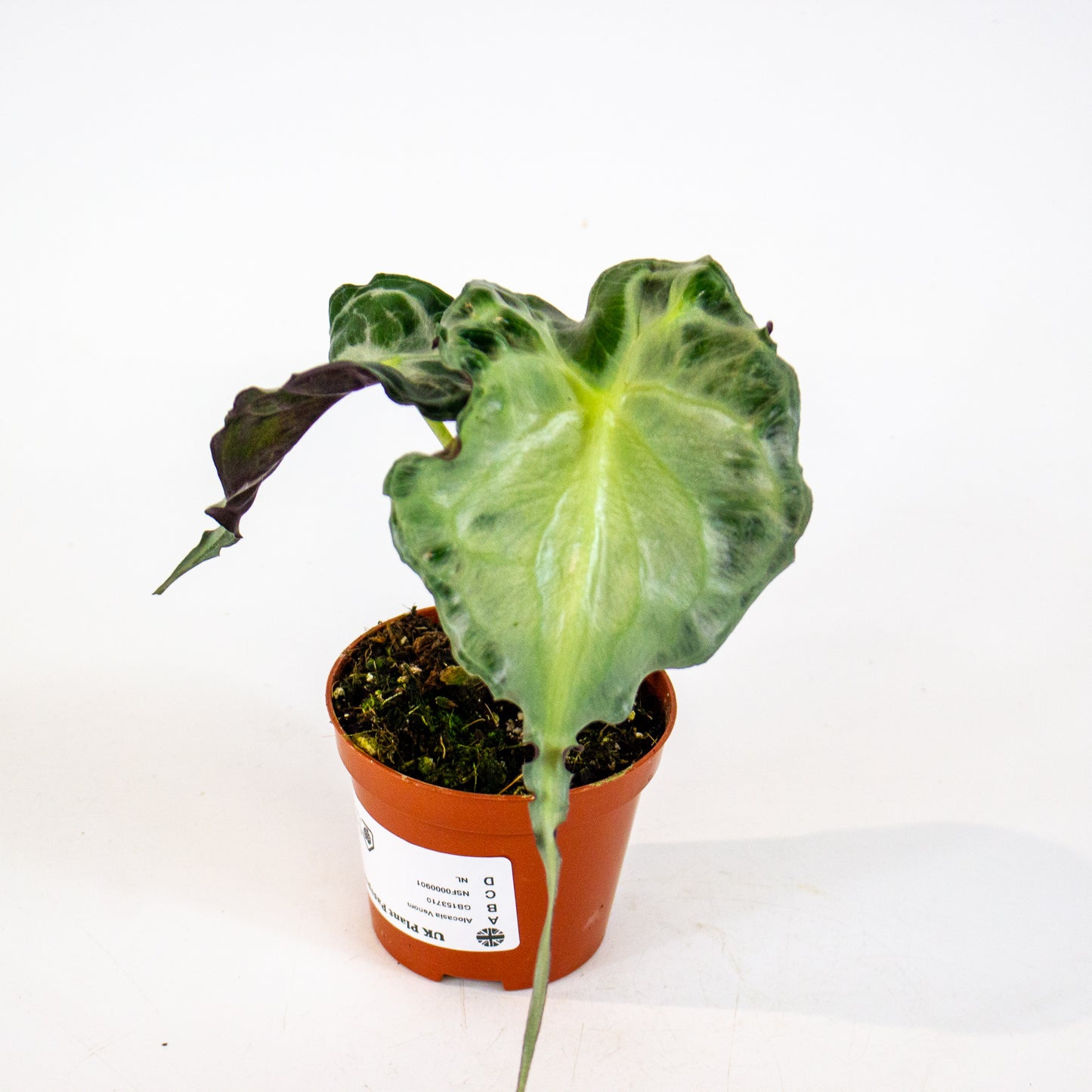 Alocasia Venom 8cm H12cm