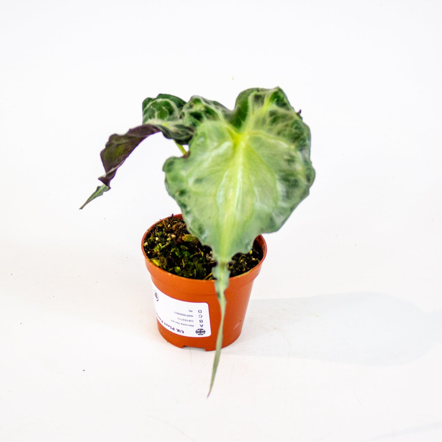 Alocasia Venom 8cm H12cm