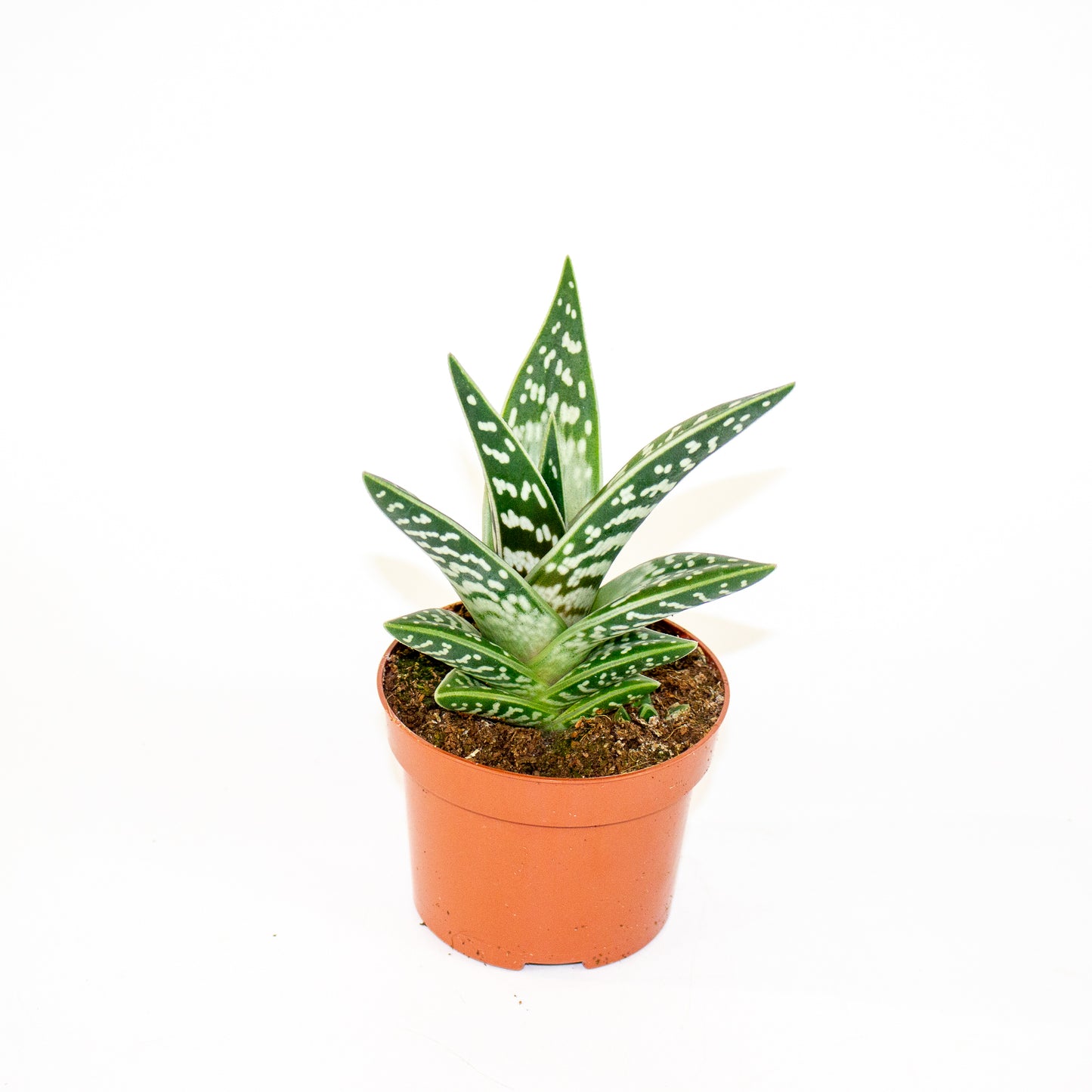 Aloe variegata 10.5cm H20cm