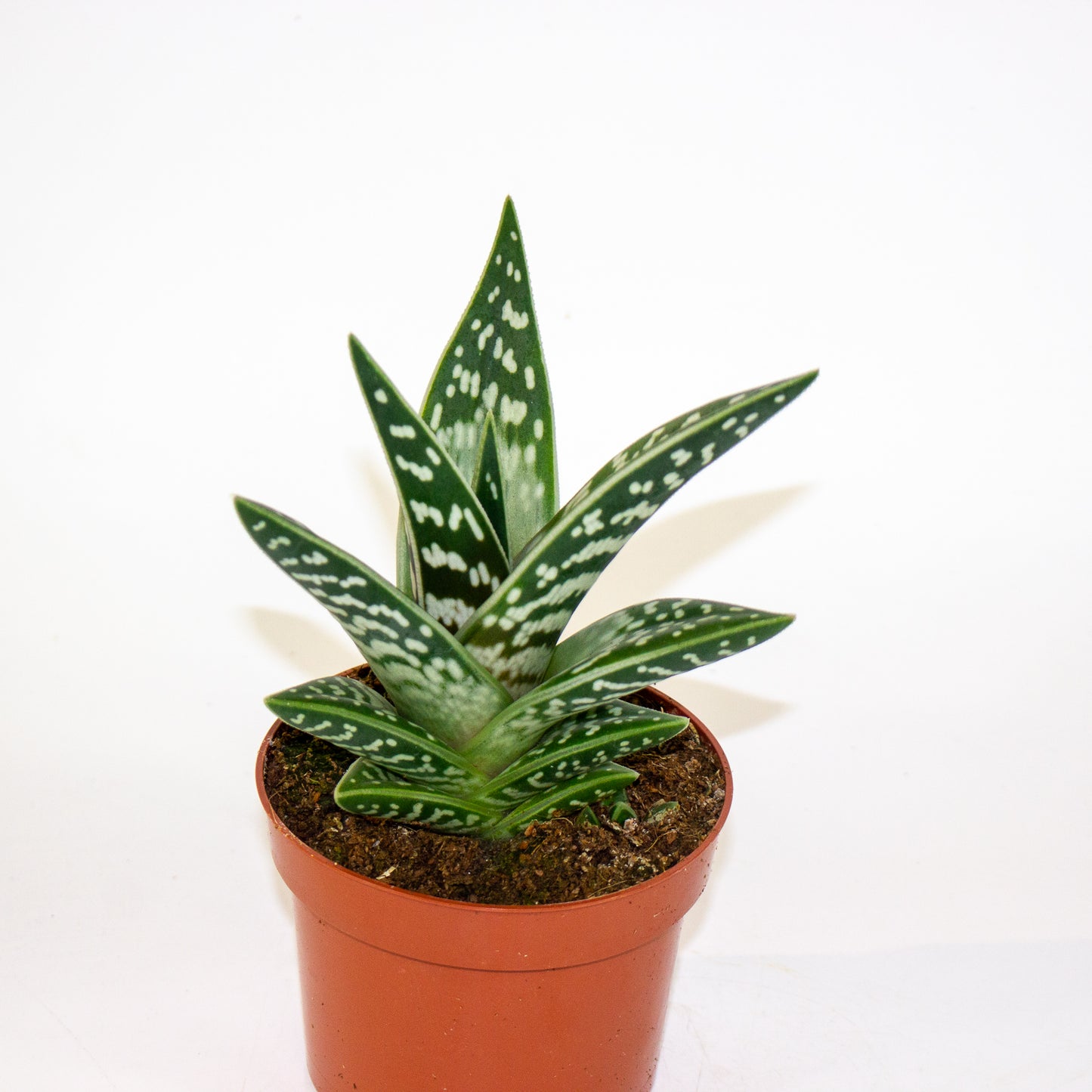 Aloe variegata 10.5cm H20cm