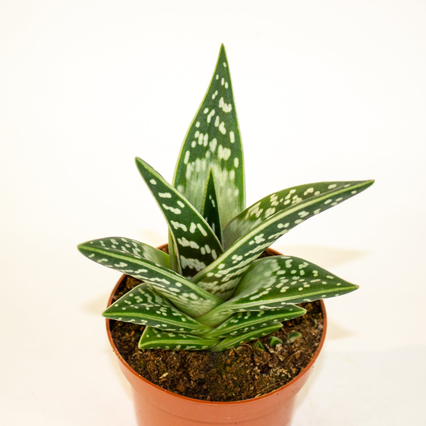 Aloe variegata 10.5cm H20cm