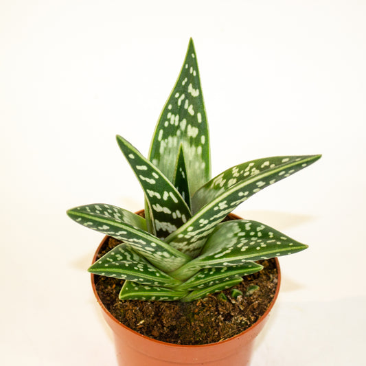 Aloe variegata 1