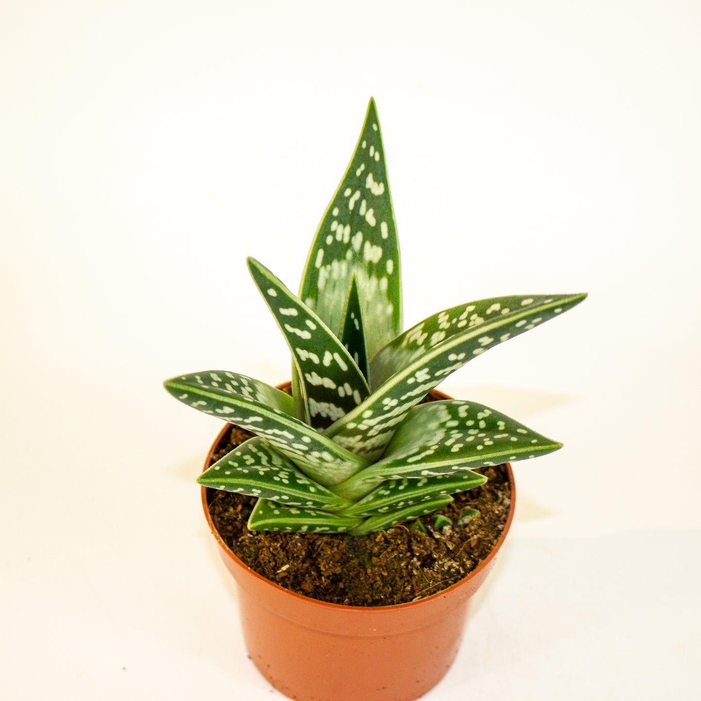 Aloe variegata 10.5cm H20cm