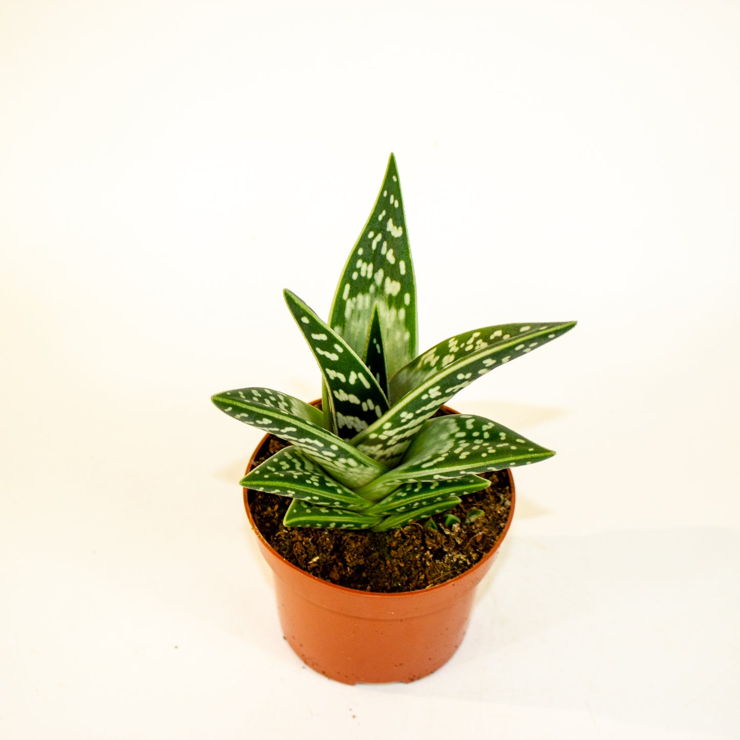 Aloe variegata 10.5cm H20cm
