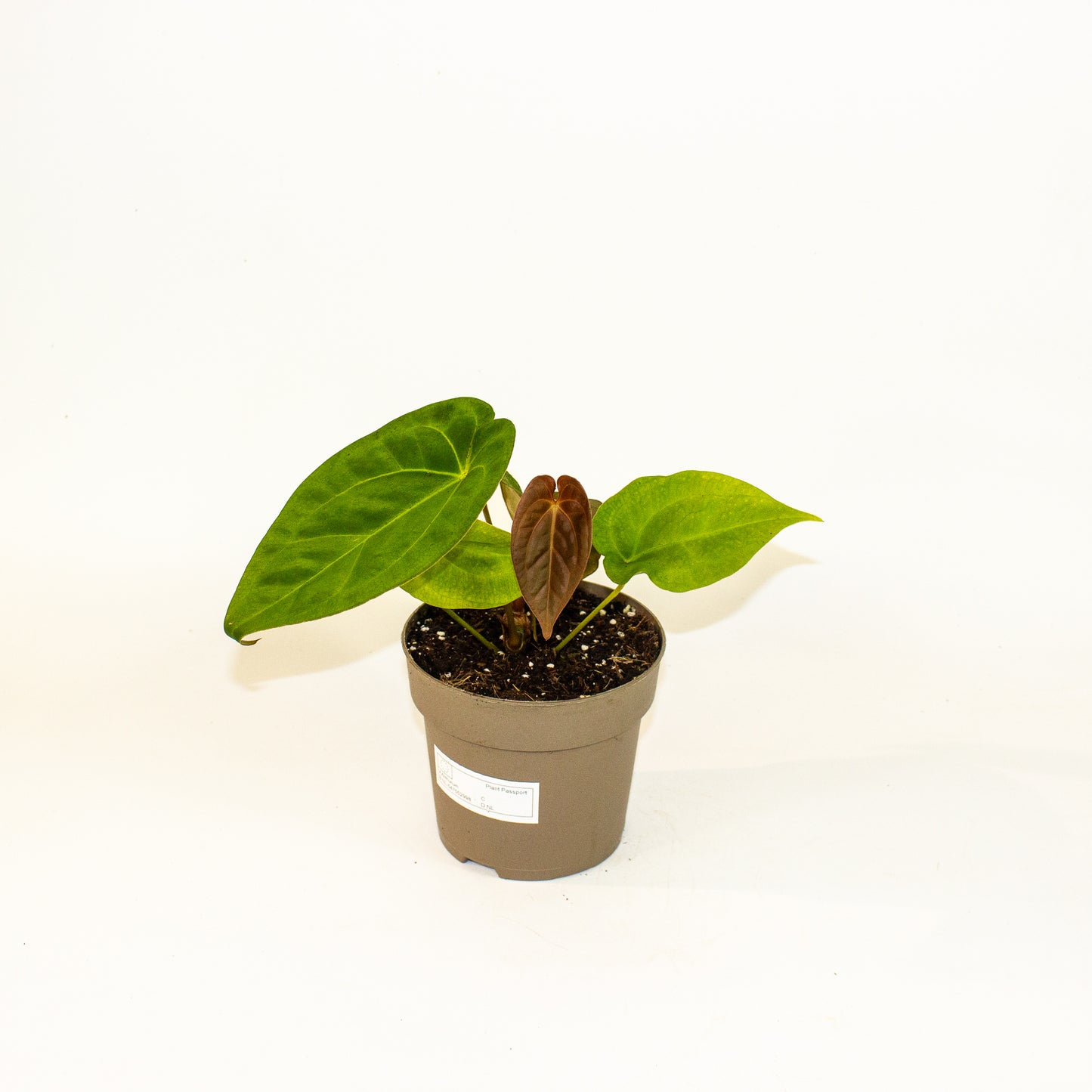 Anthurium King of Spades x Forgetill x Goliath 13cm H20cm