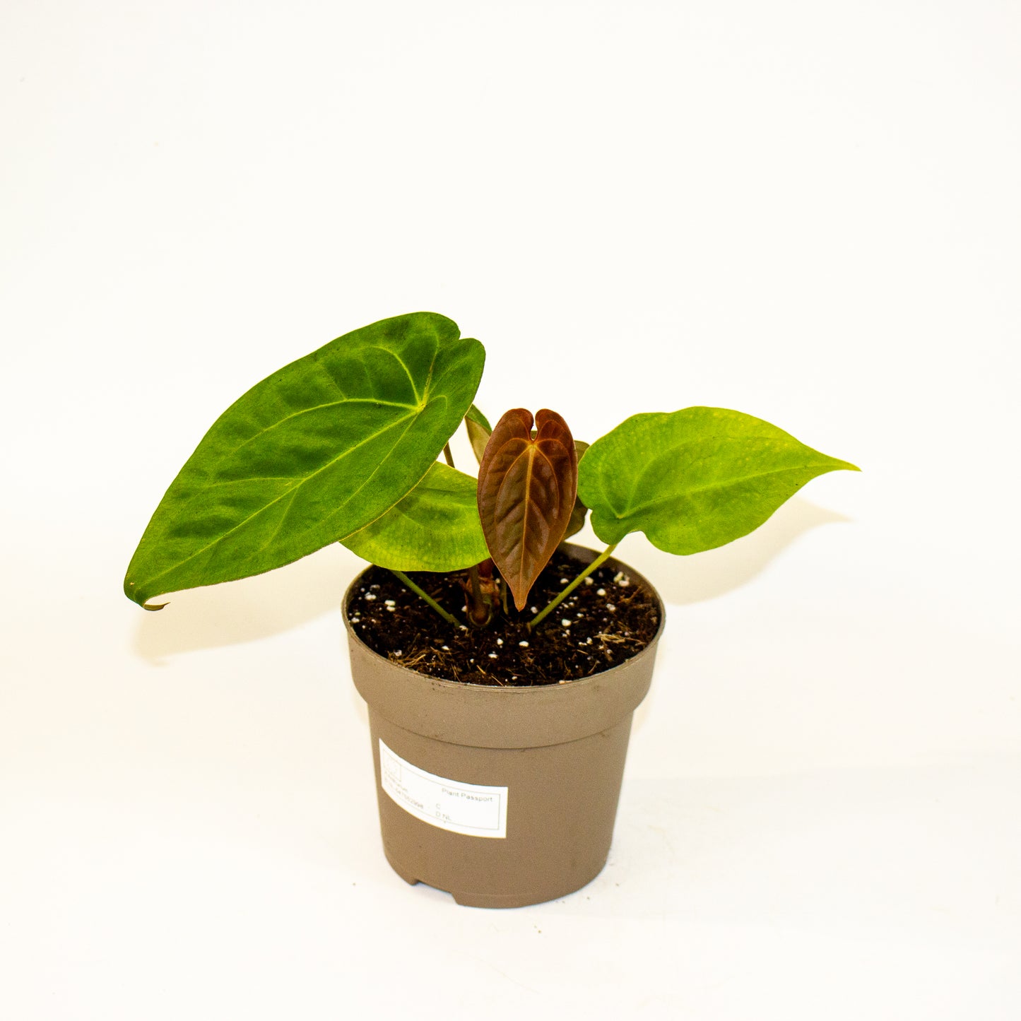 Anthurium King of Spades x Forgetill x Goliath 13cm H20cm
