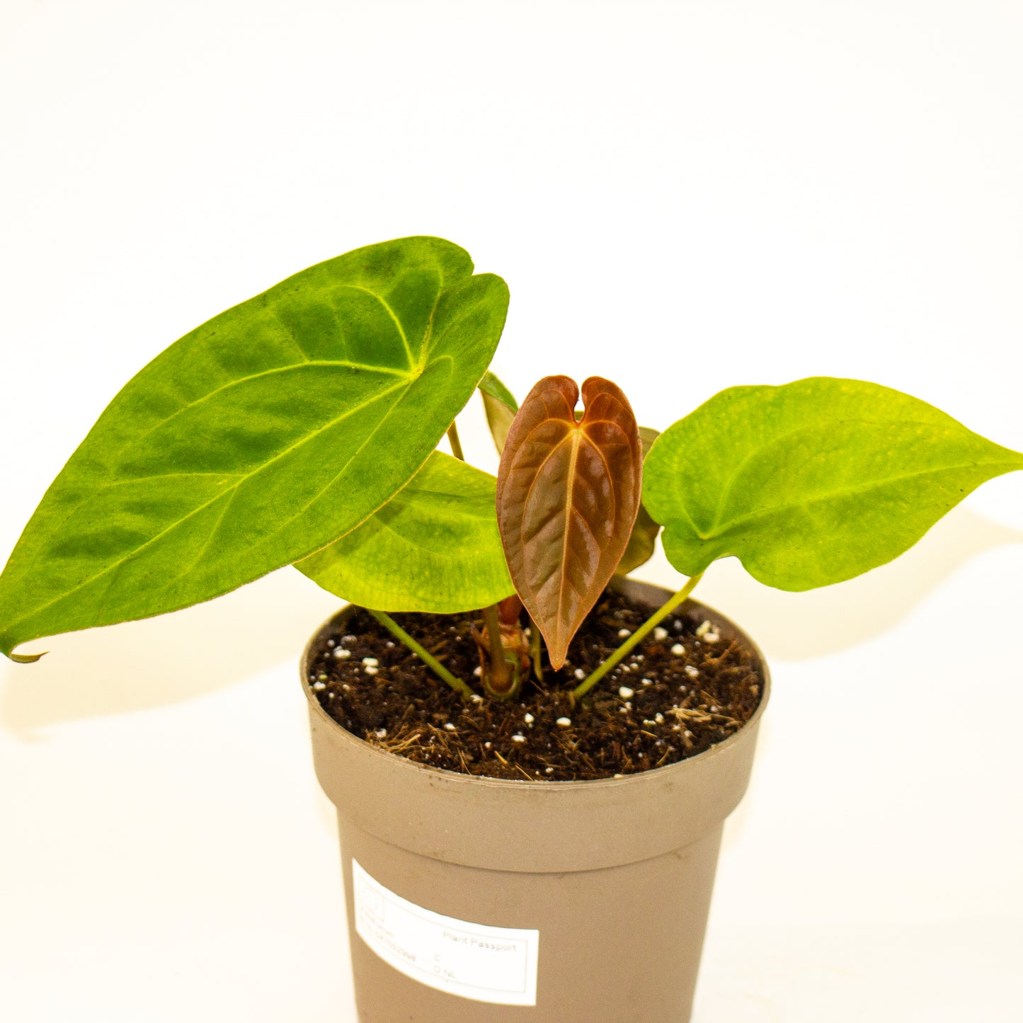 Anthurium King of Spades x Forgetill x Goliath 13cm H20cm