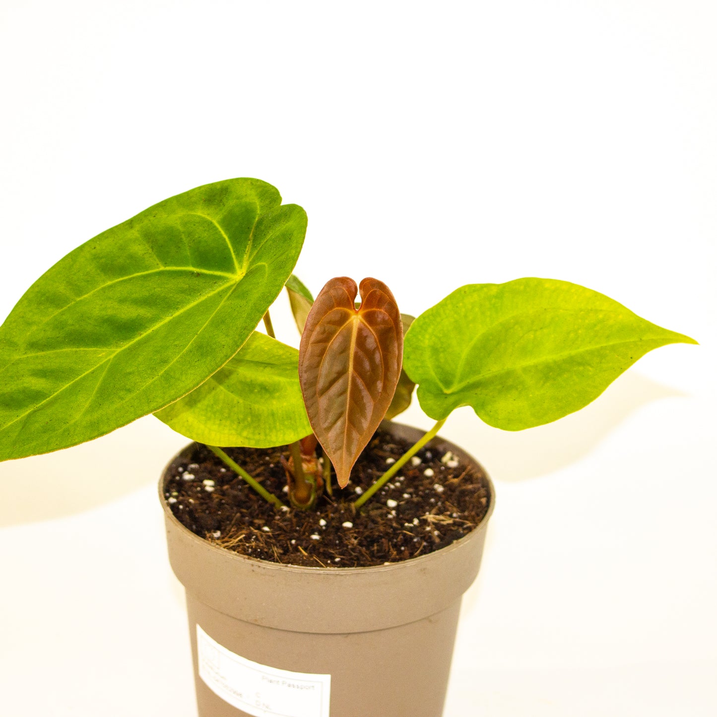 Anthurium King of Spades x Forgetill x Goliath 13cm H20cm