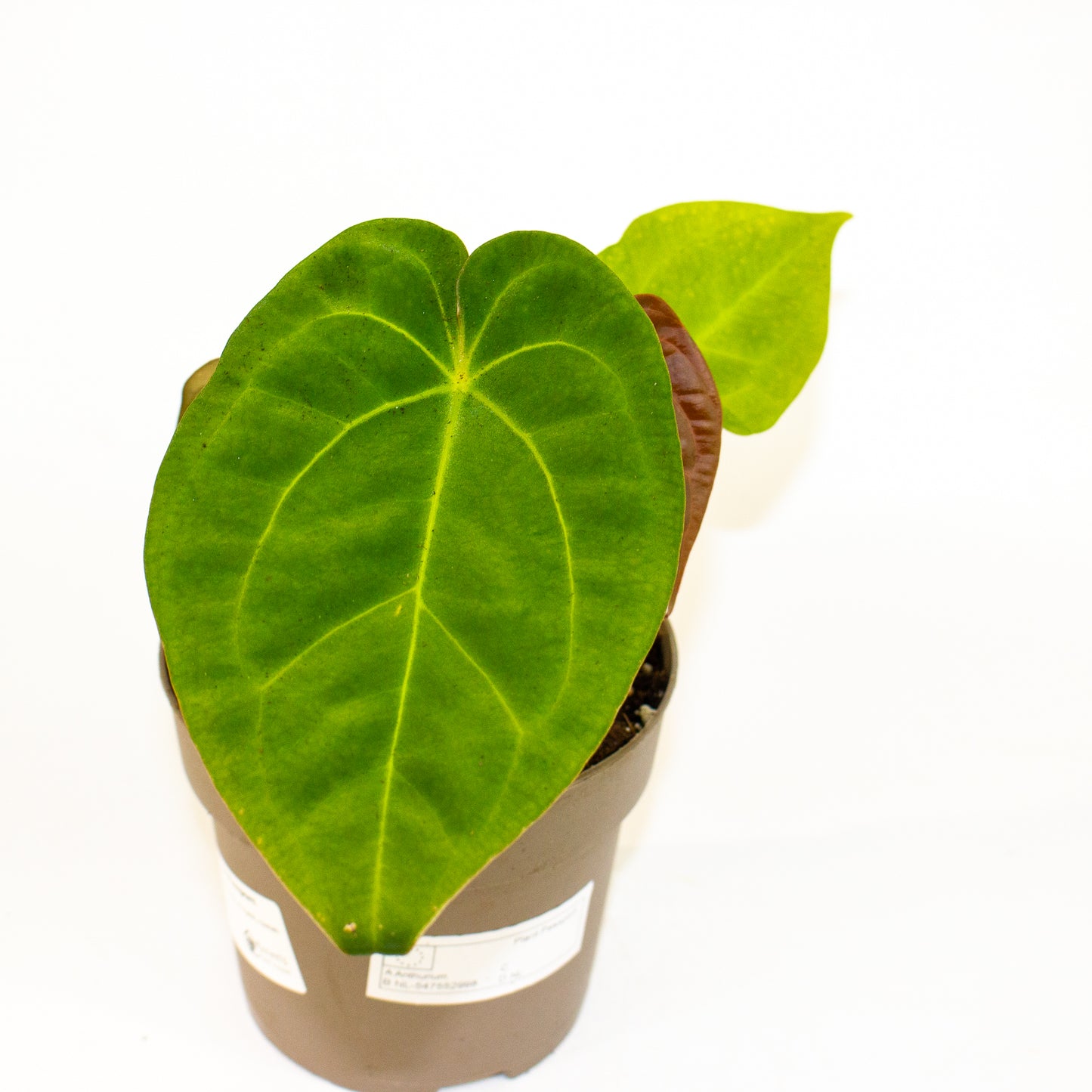 Anthurium King of Spades x Forgetill x Goliath 13cm H20cm