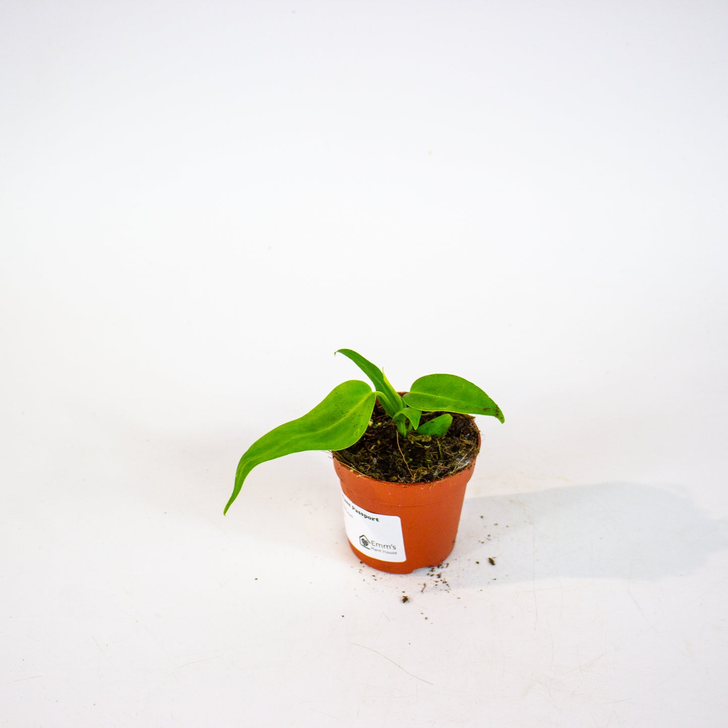 Anthurium Pallidiflorum 7cm H10cm