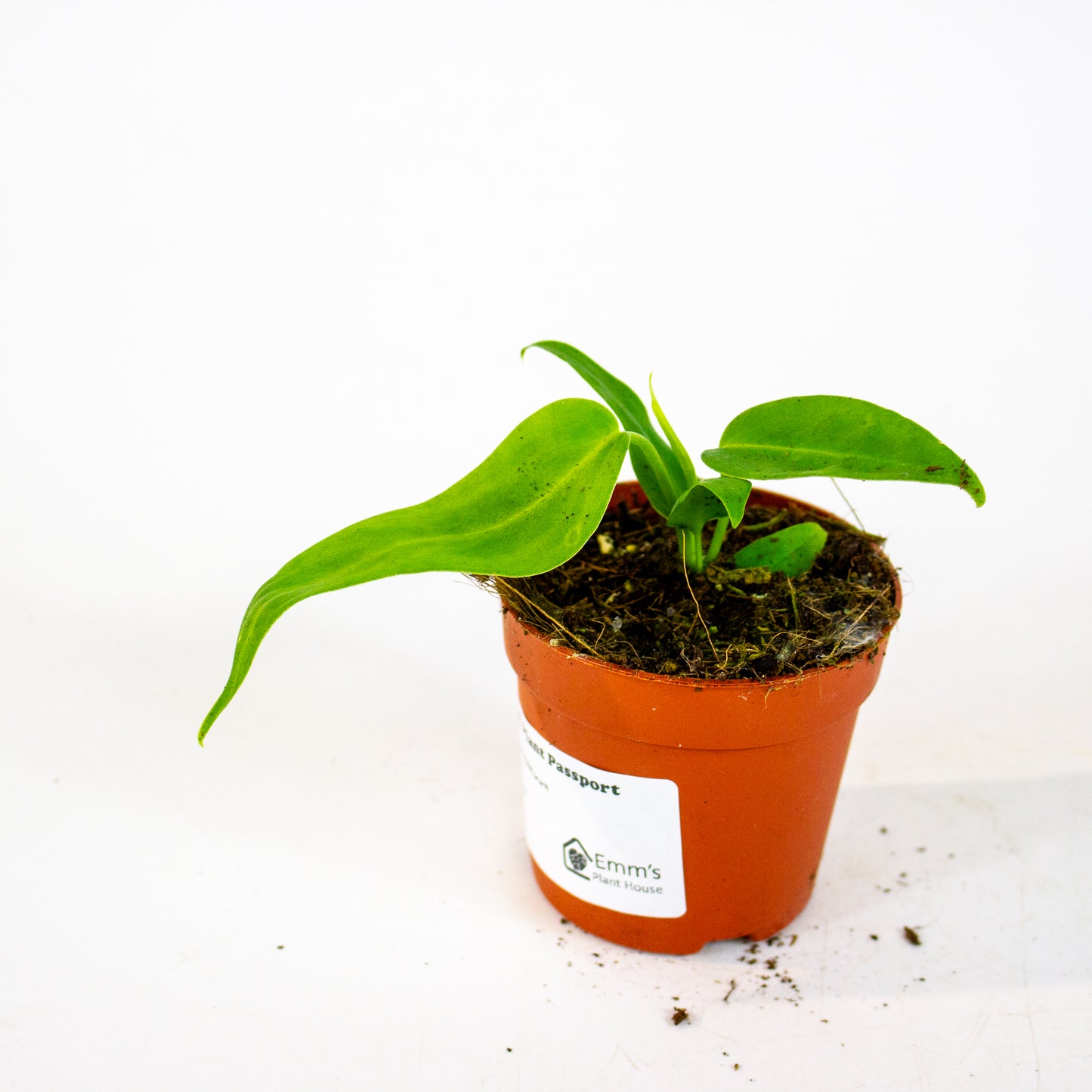 Anthurium Pallidiflorum 7cm H10cm