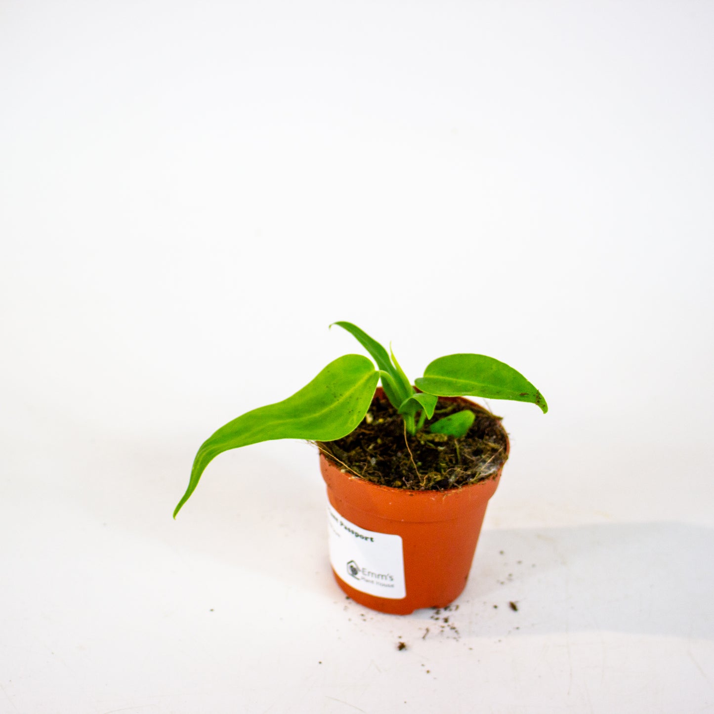 Anthurium Pallidiflorum 7cm H10cm