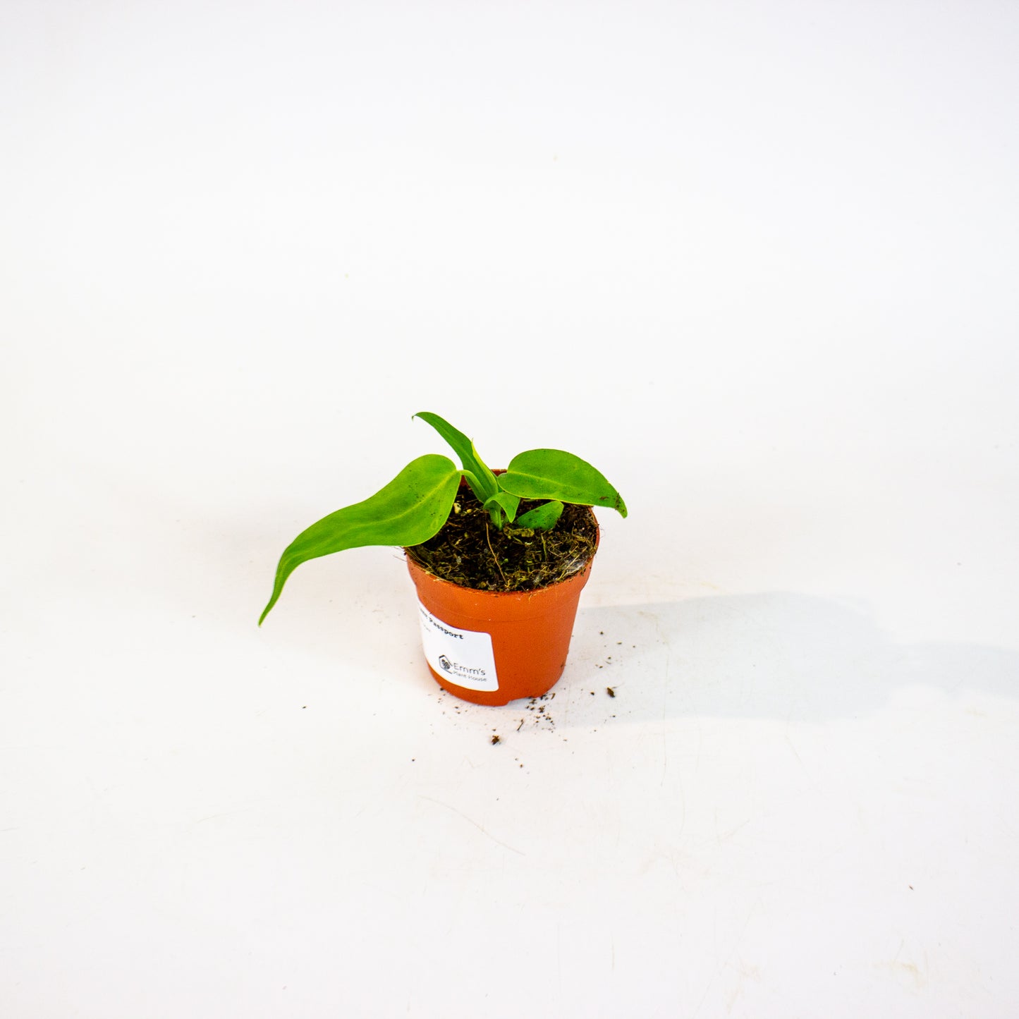 Anthurium Pallidiflorum 7cm H10cm