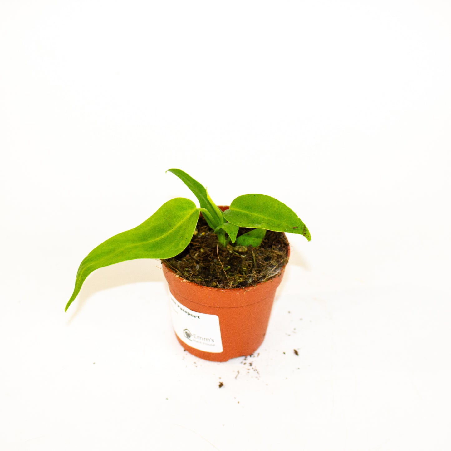 Anthurium Pallidiflorum 7cm H10cm