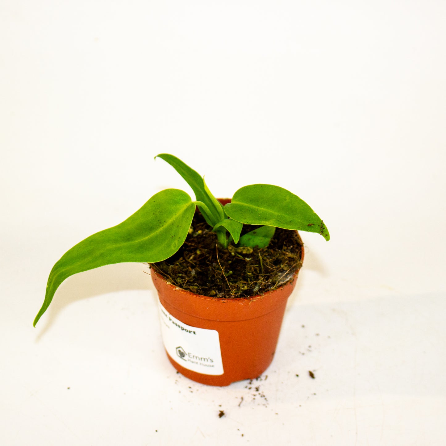 Anthurium Pallidiflorum 7cm H10cm