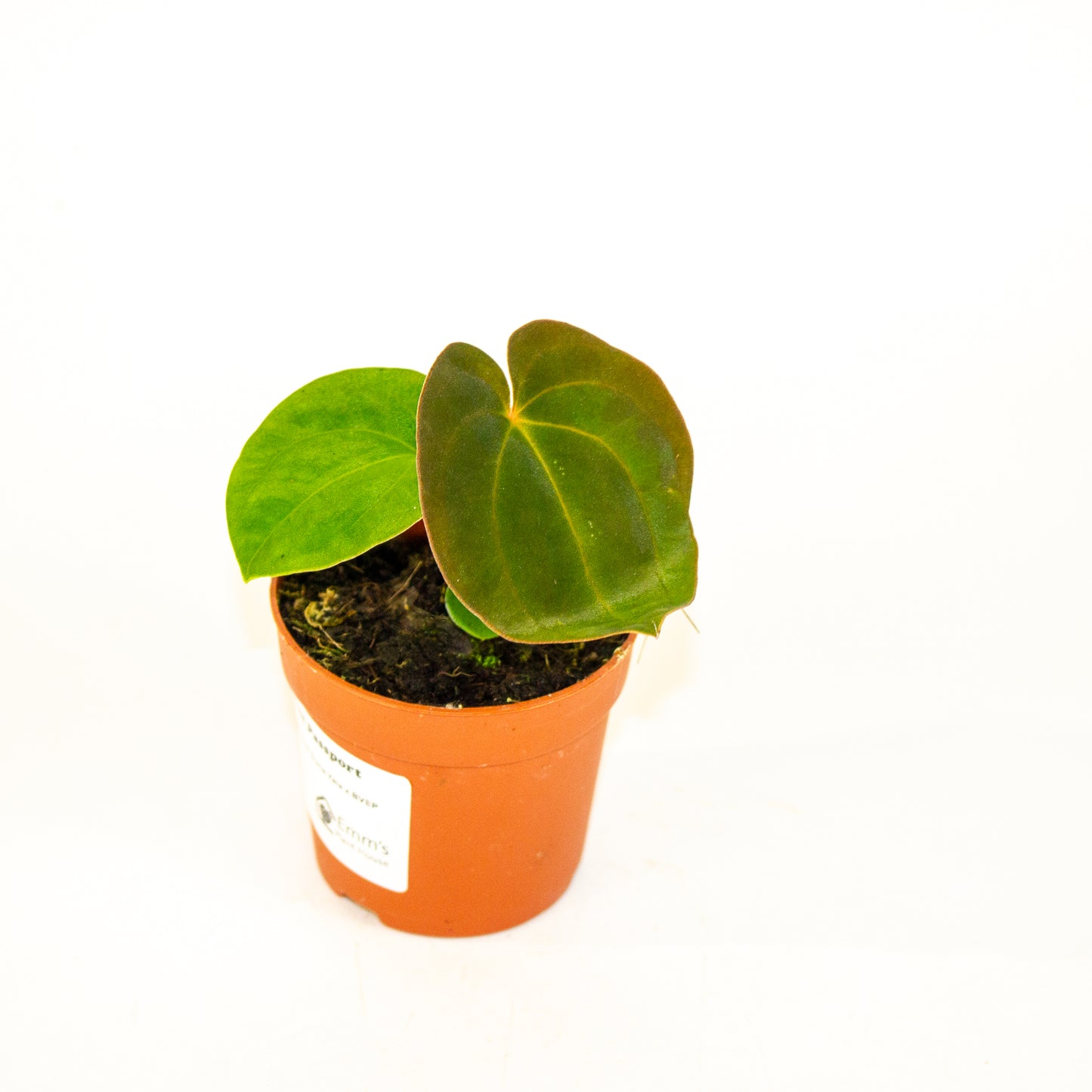 Anthurium Papillaminum Guna Yala x BVEP 7cm H15cm