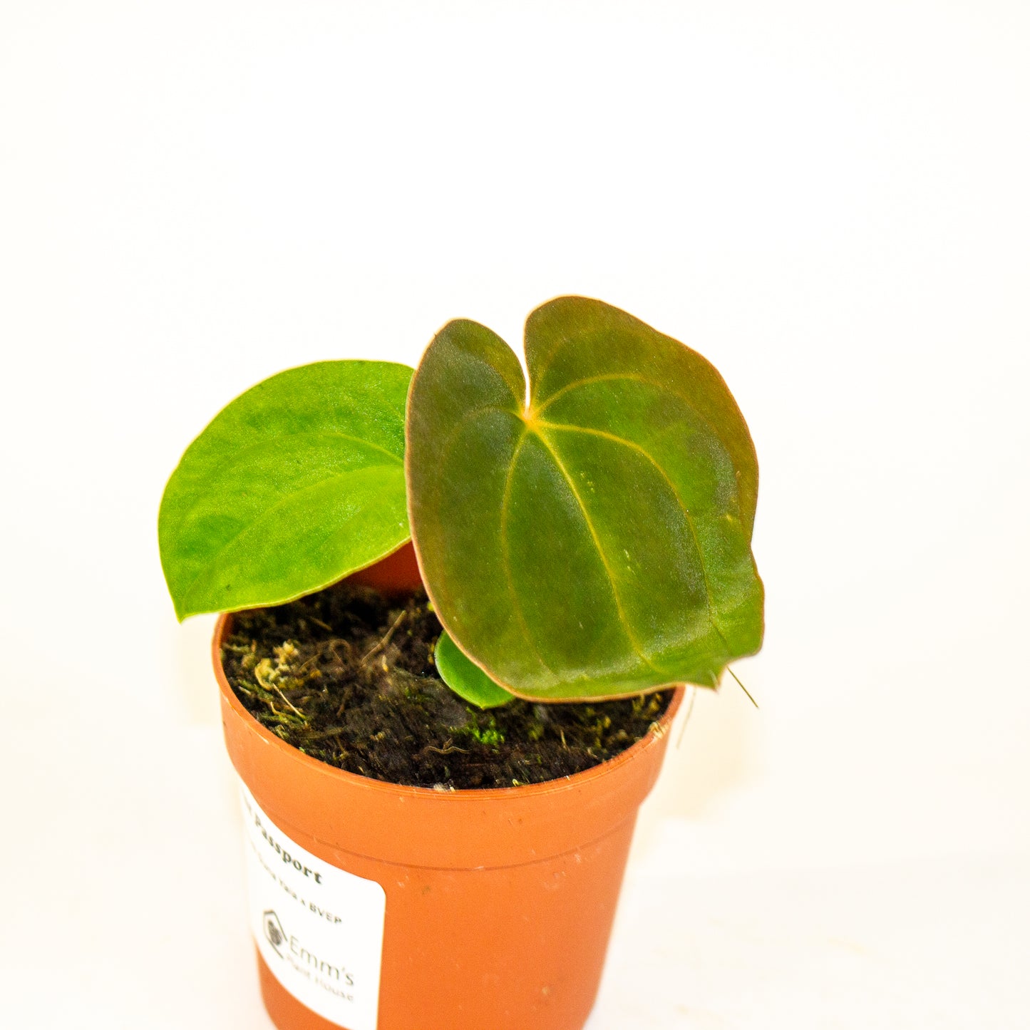 Anthurium Papillaminum Guna Yala x BVEP 7cm H15cm