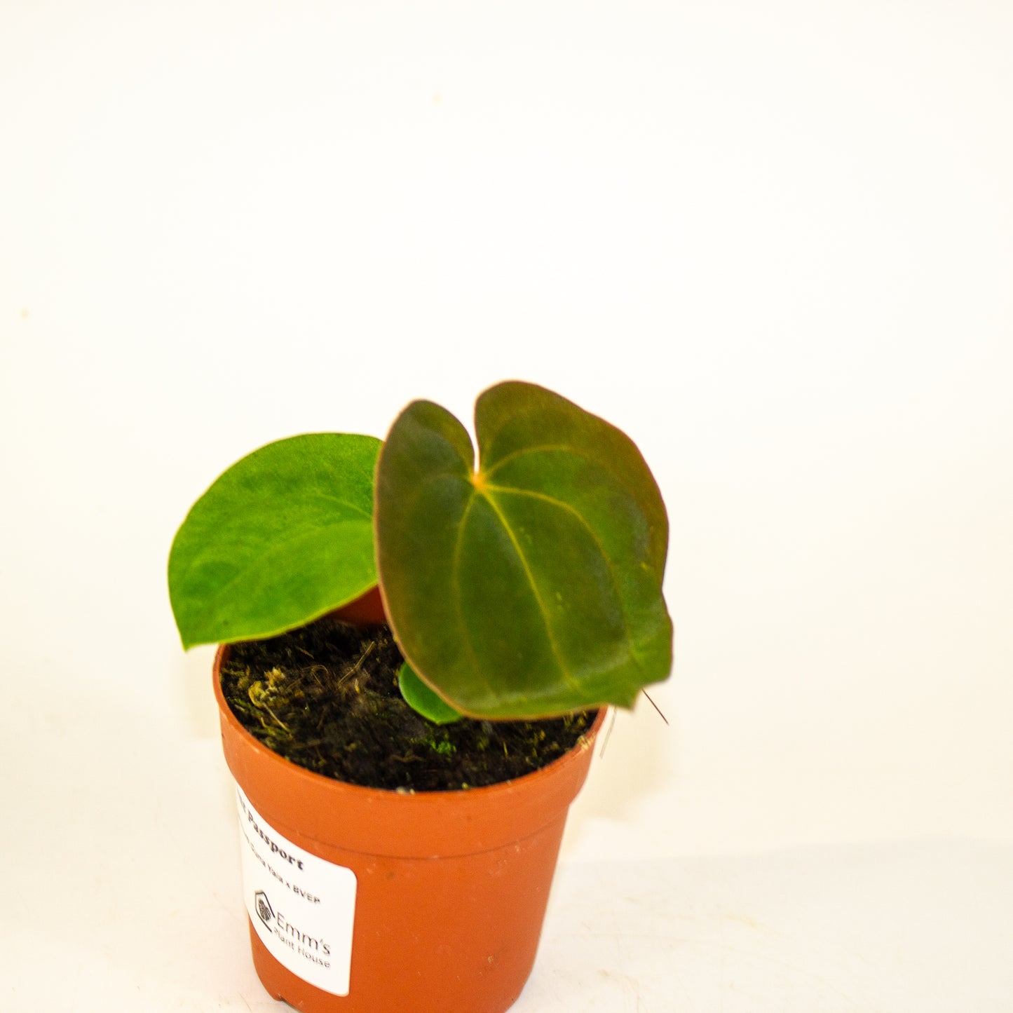 Anthurium Papillaminum Guna Yala x BVEP 7cm H15cm