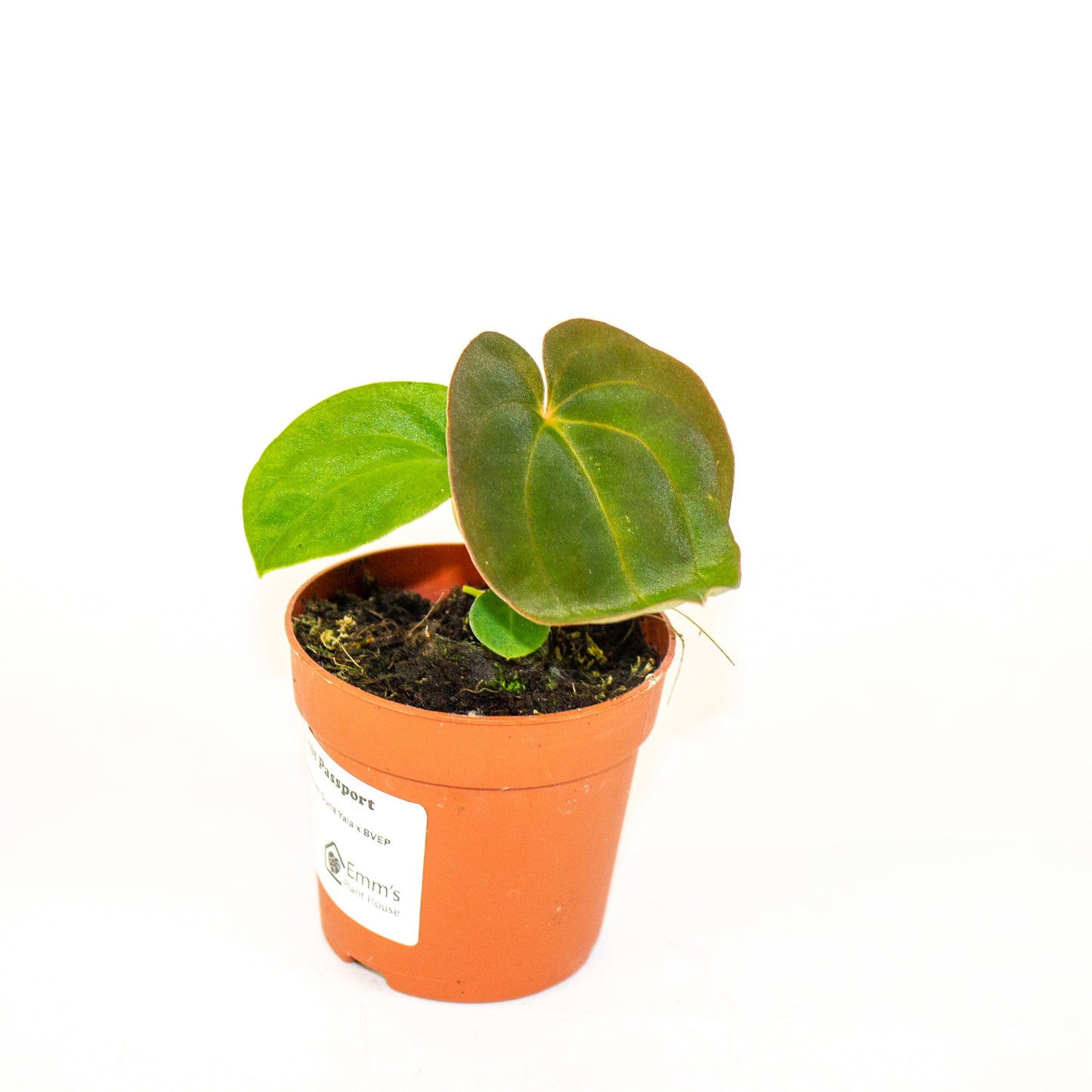 Anthurium Papillaminum Guna Yala x BVEP 7cm H15cm