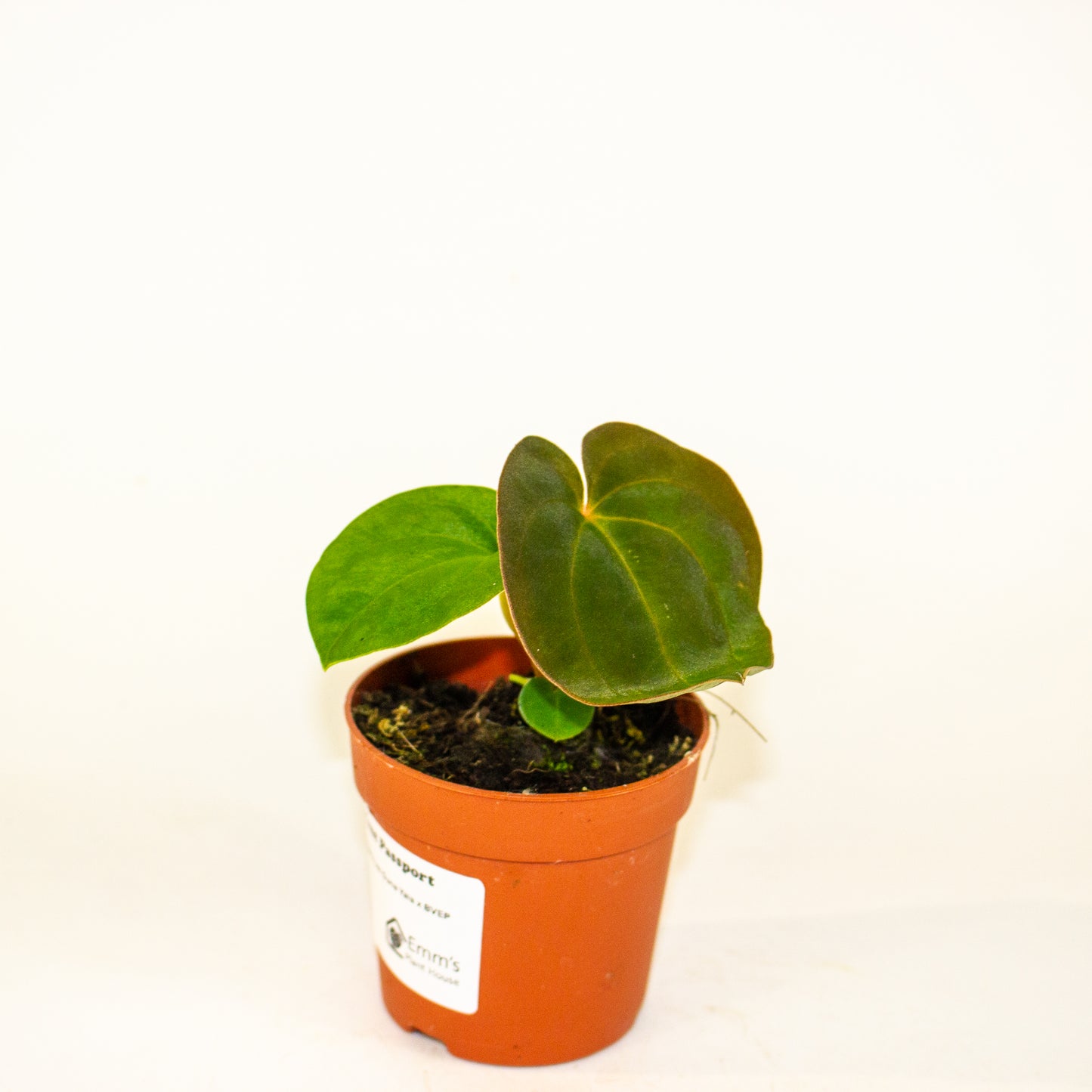 Anthurium Papillaminum Guna Yala x BVEP 7cm H15cm