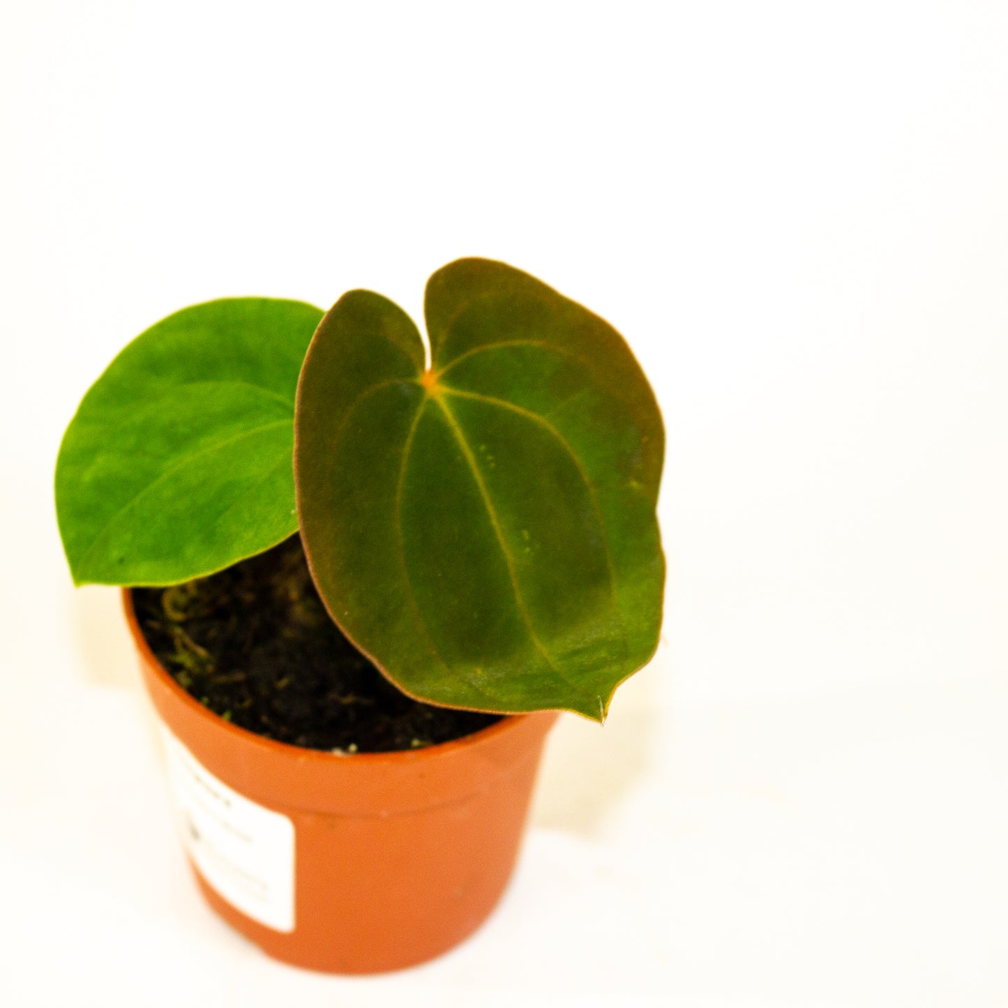 Anthurium Papillaminum Guna Yala x BVEP 7cm H15cm