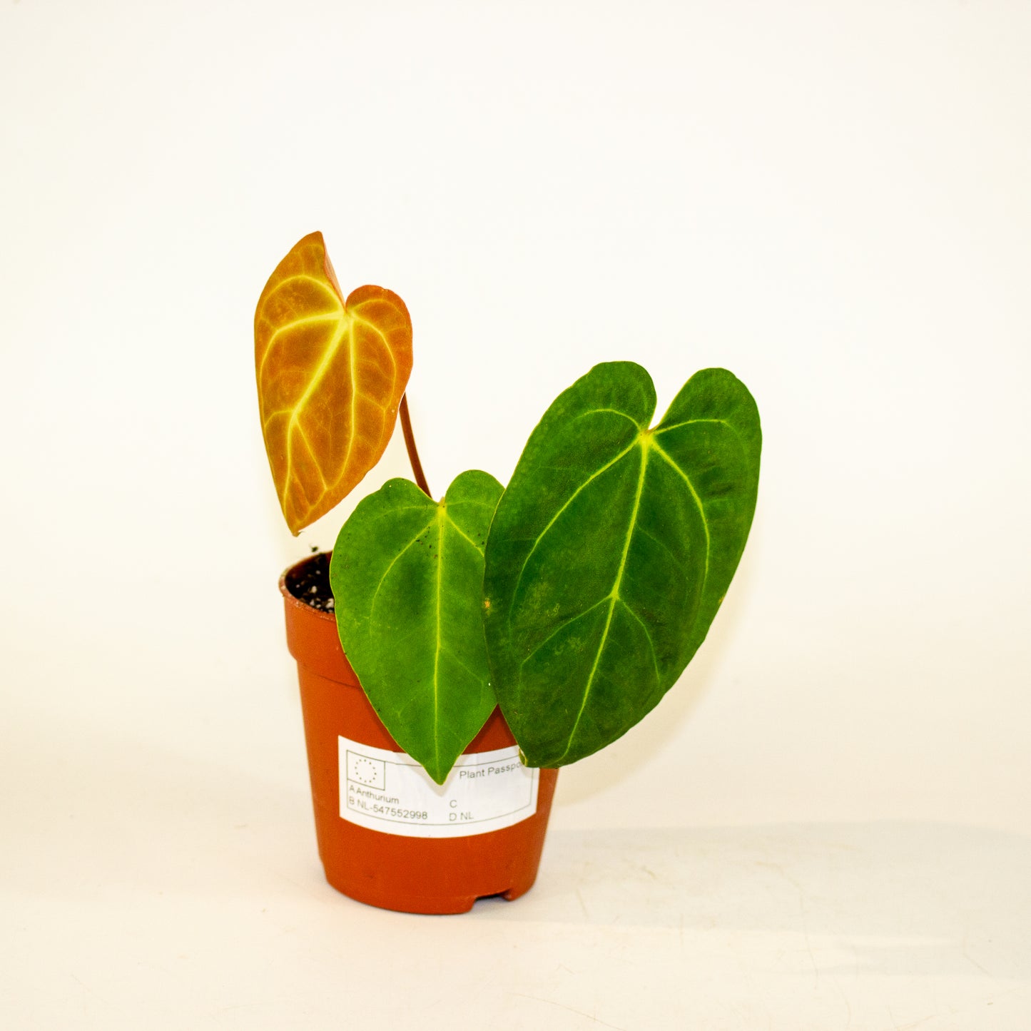 Anthurium Papillilaminum x Dark Phoenix 7cm H10cm
