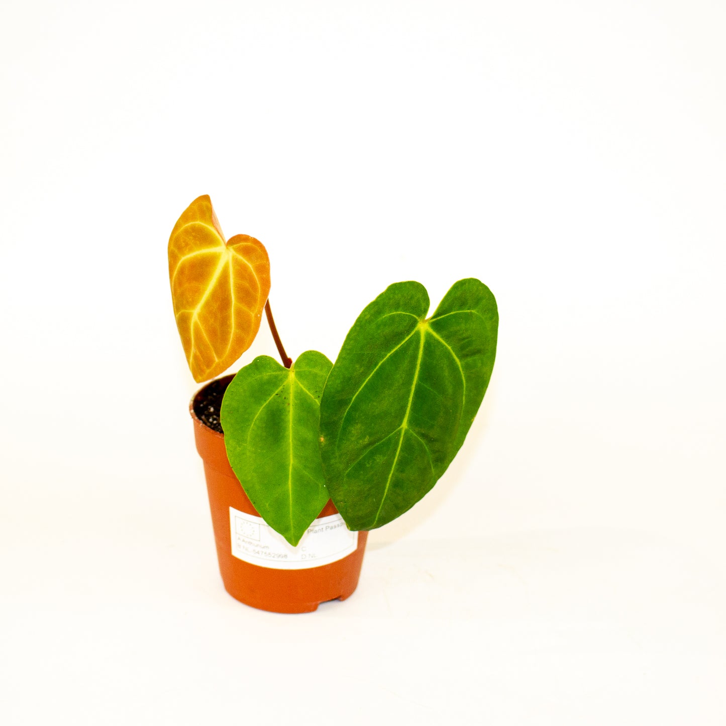 Anthurium Papillilaminum x Dark Phoenix 7cm H10cm