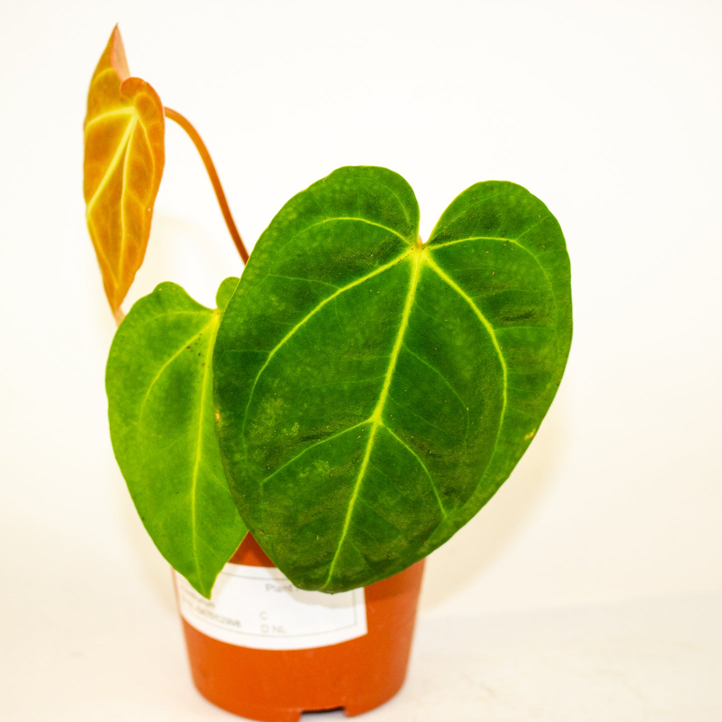 Anthurium Papillilaminum x Dark Phoenix 7cm H10cm