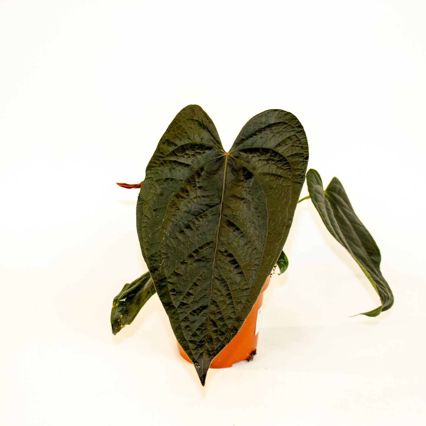 Anthurium Queen of Hearts 12cm H35cm