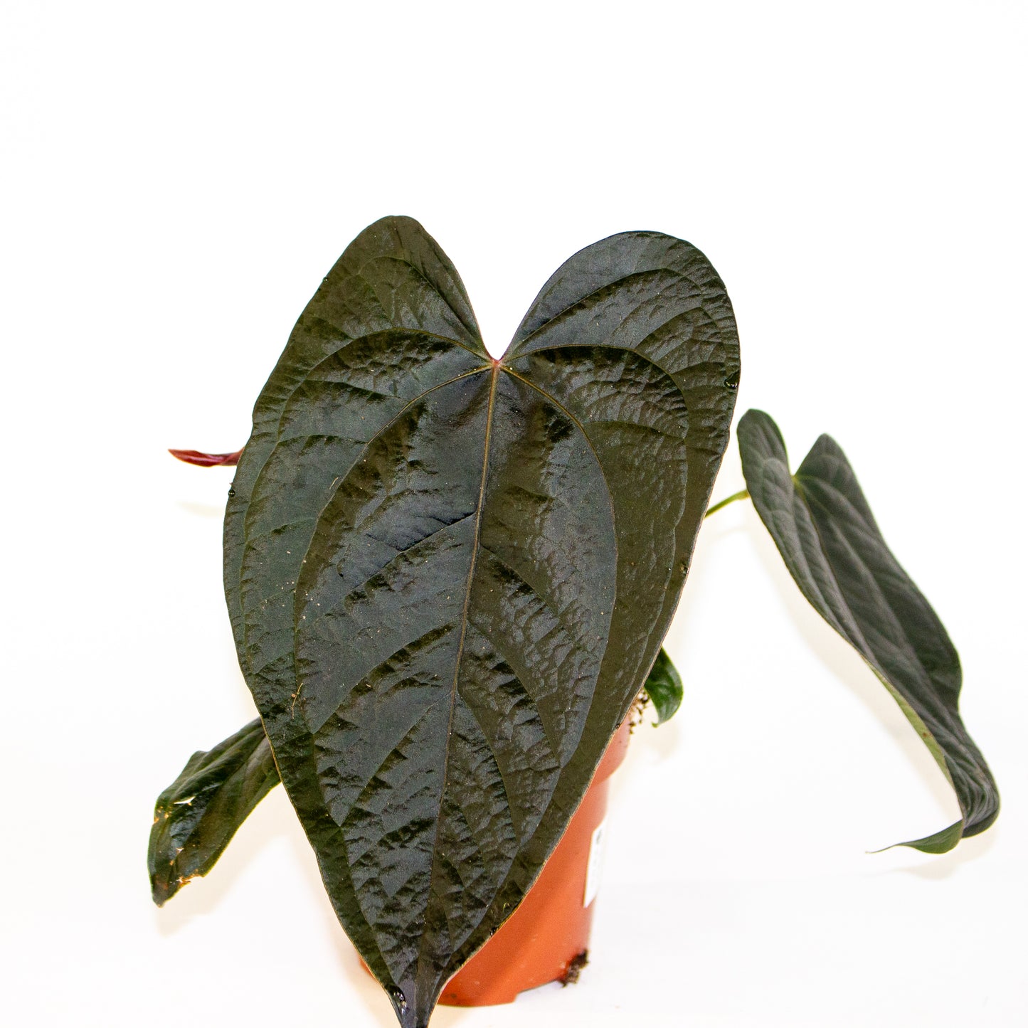 Anthurium Queen of Hearts 12cm H35cm