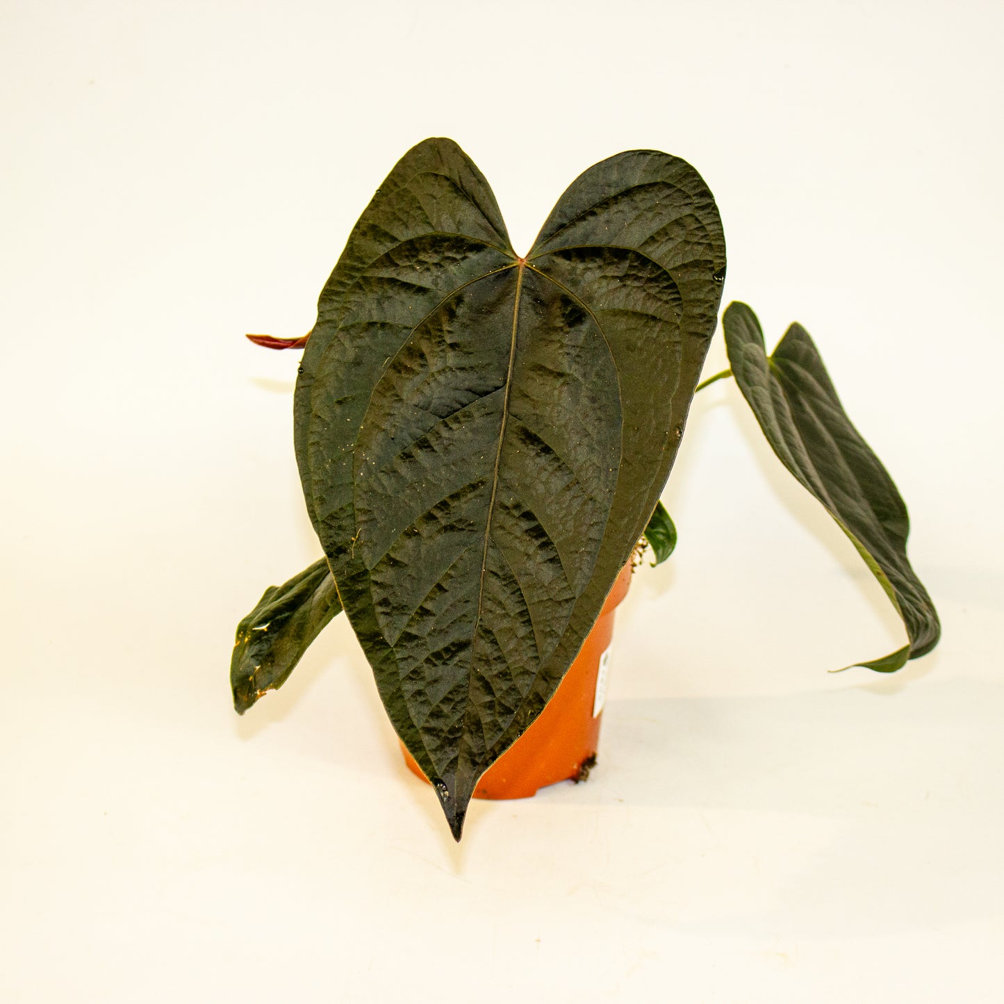 Anthurium Queen of Hearts 12cm H35cm