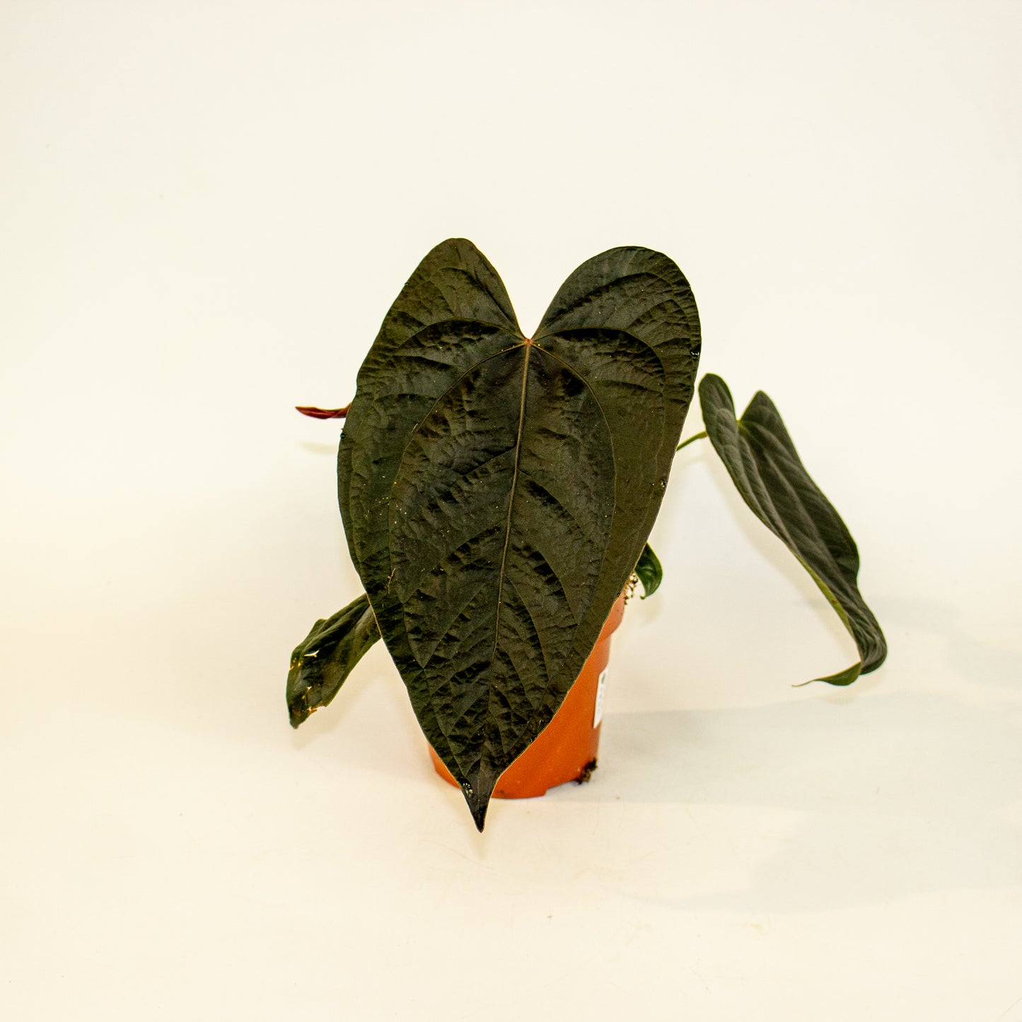 Anthurium Queen of Hearts 12cm H35cm