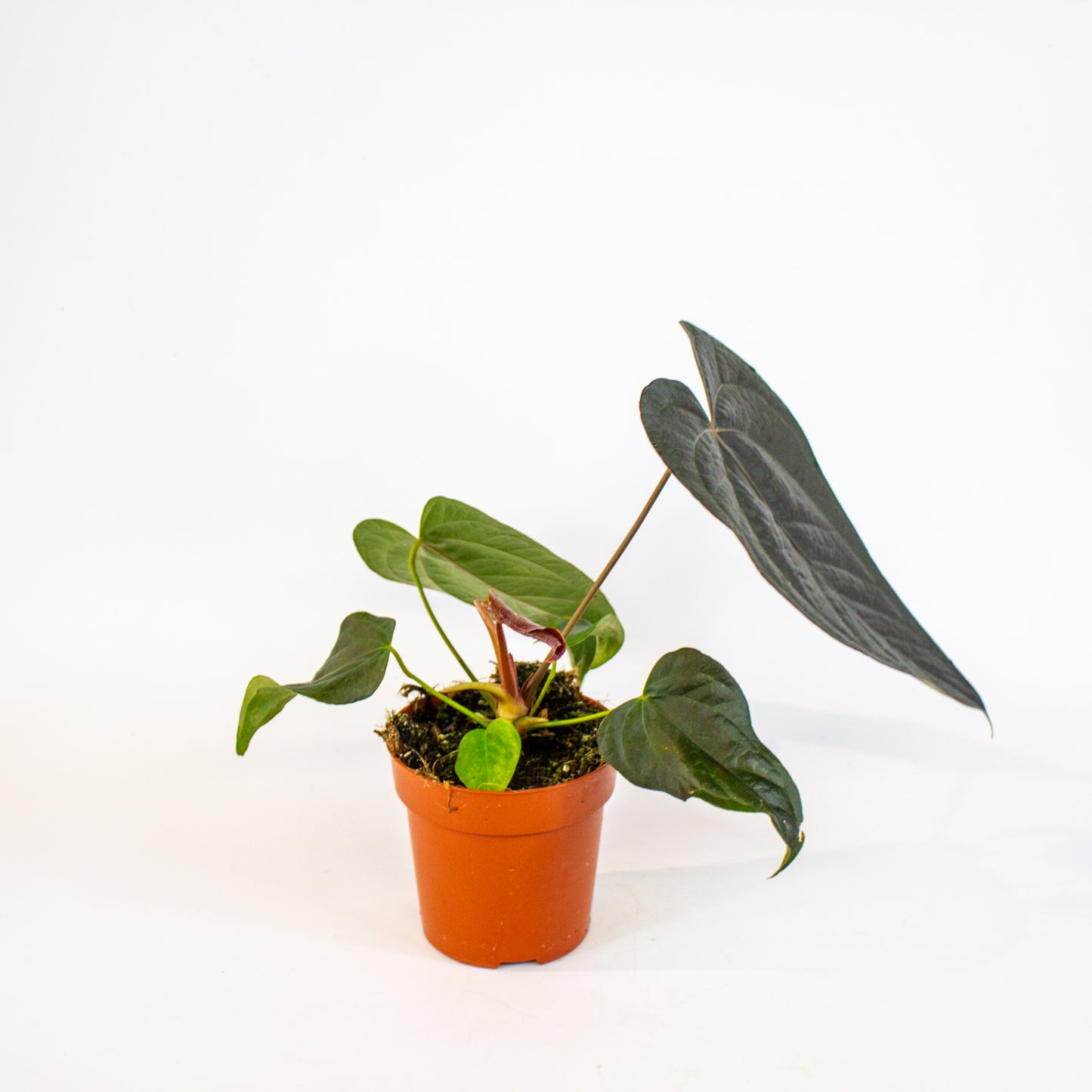 Anthurium Queen of Hearts 12cm H35cm