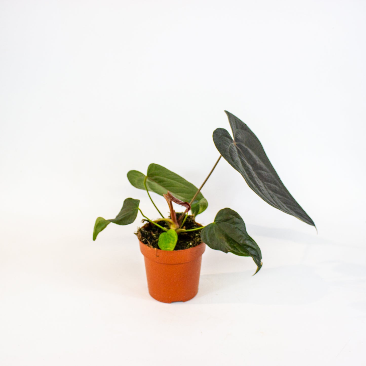 Anthurium Queen of Hearts 12cm H35cm