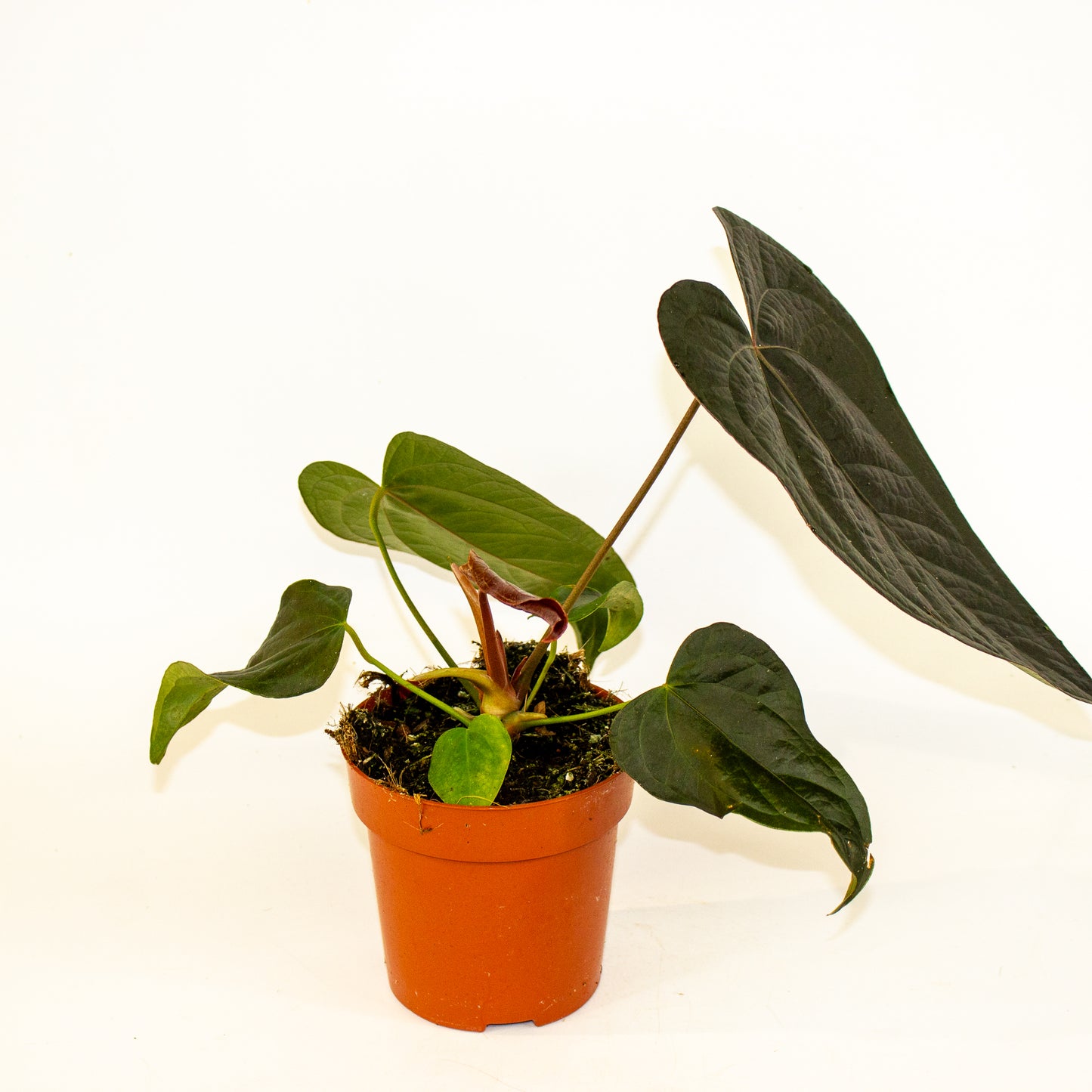 Anthurium Queen of Hearts 12cm H35cm