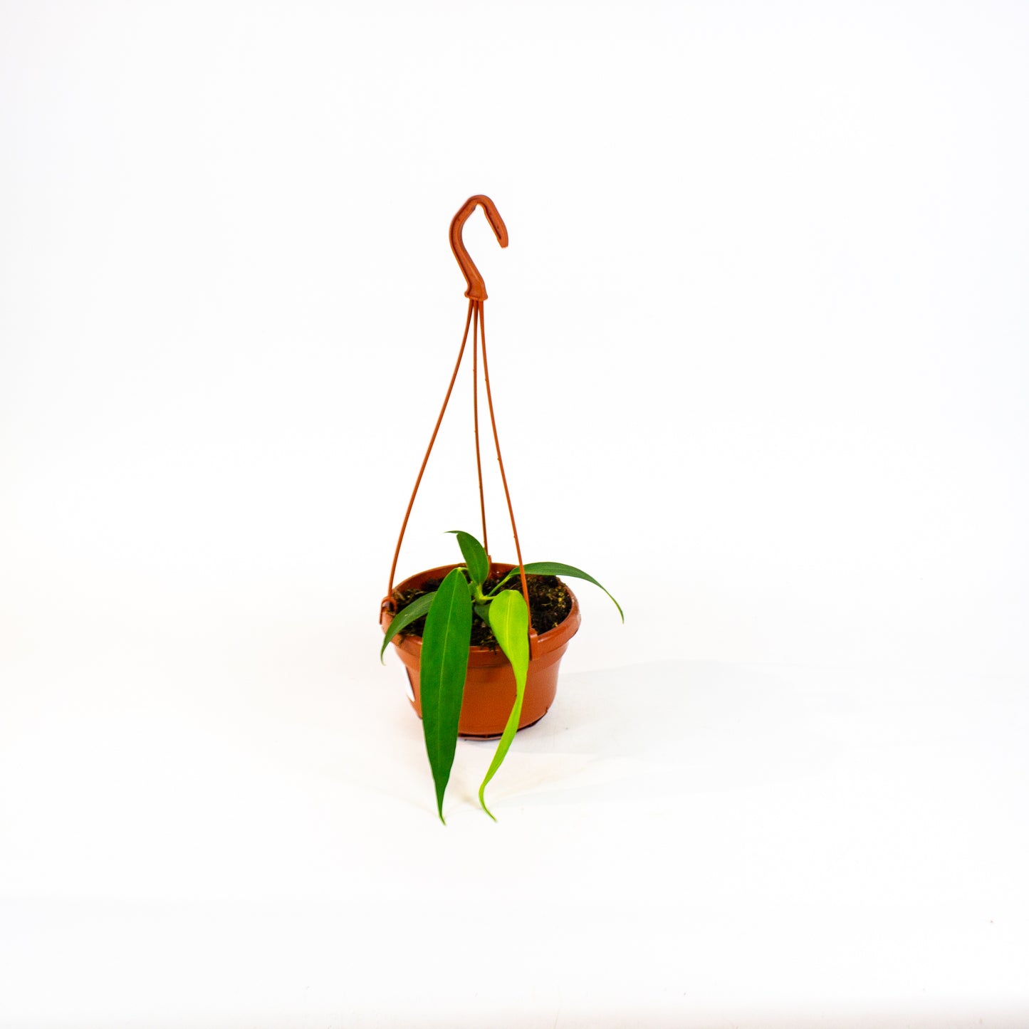 Anthurium Wendlingeri 14cm H40cm