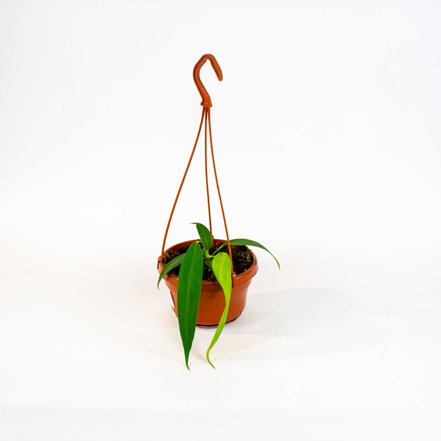 Anthurium Wendlingeri 14cm H40cm