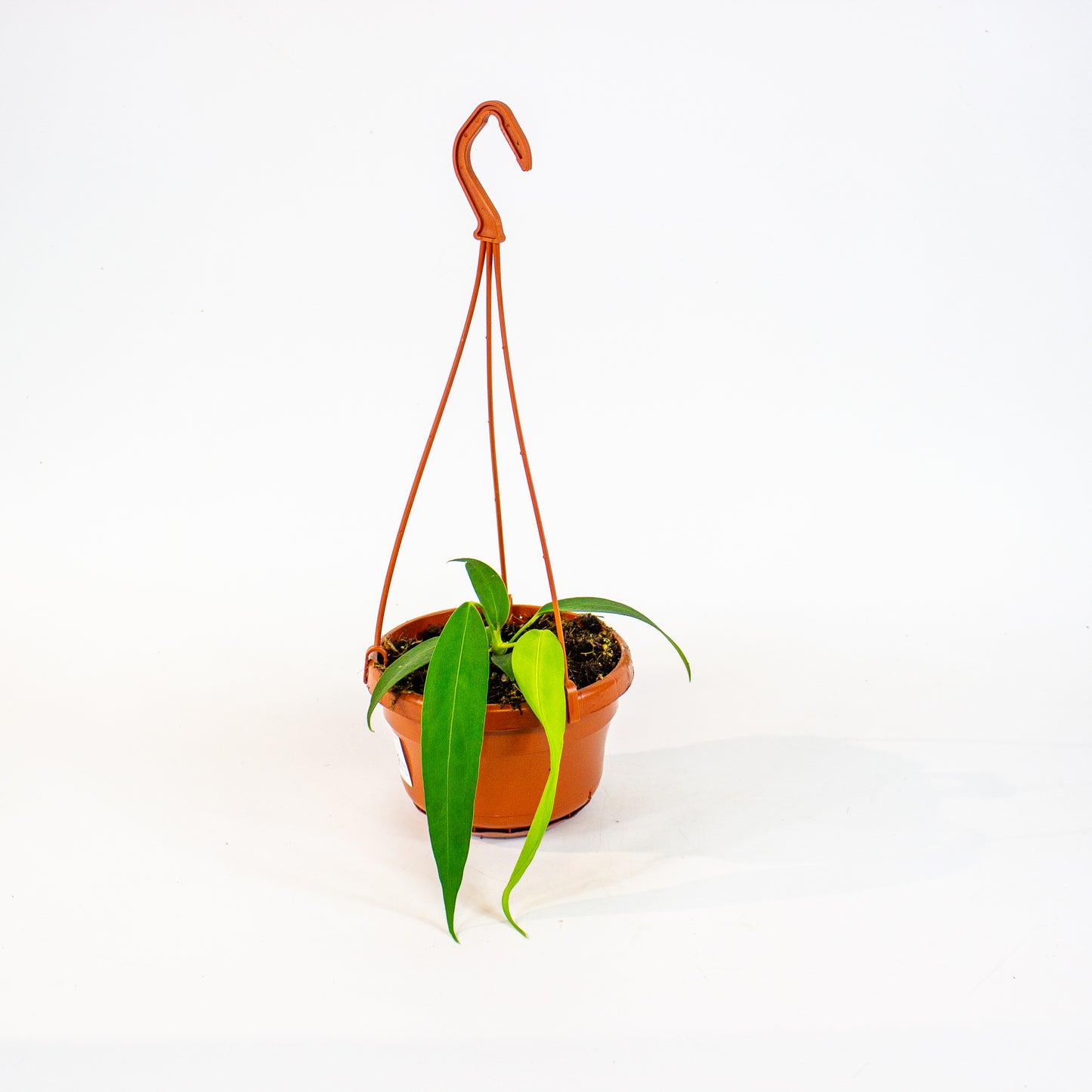 Anthurium Wendlingeri 14cm H40cm