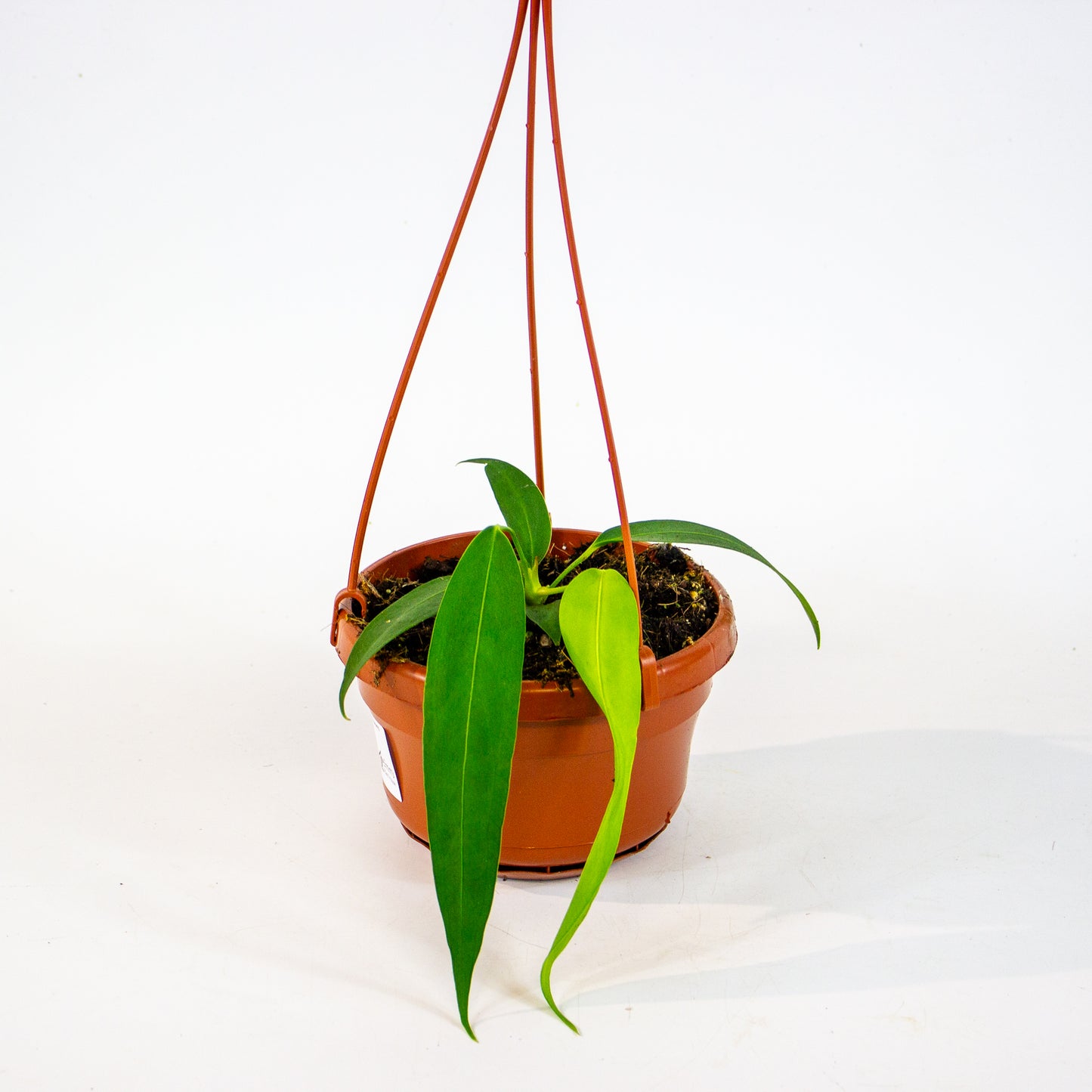 Anthurium Wendlingeri 14cm H40cm