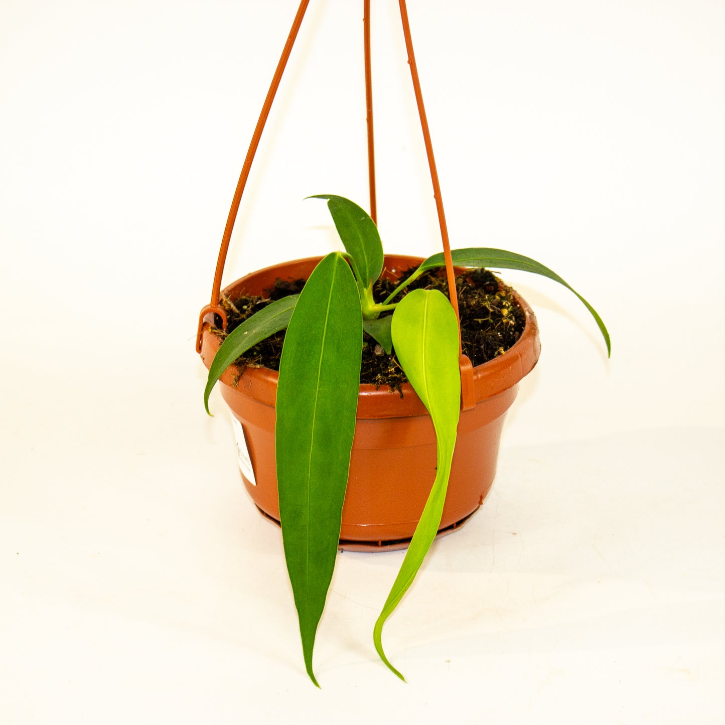 Anthurium Wendlingeri 14cm H40cm