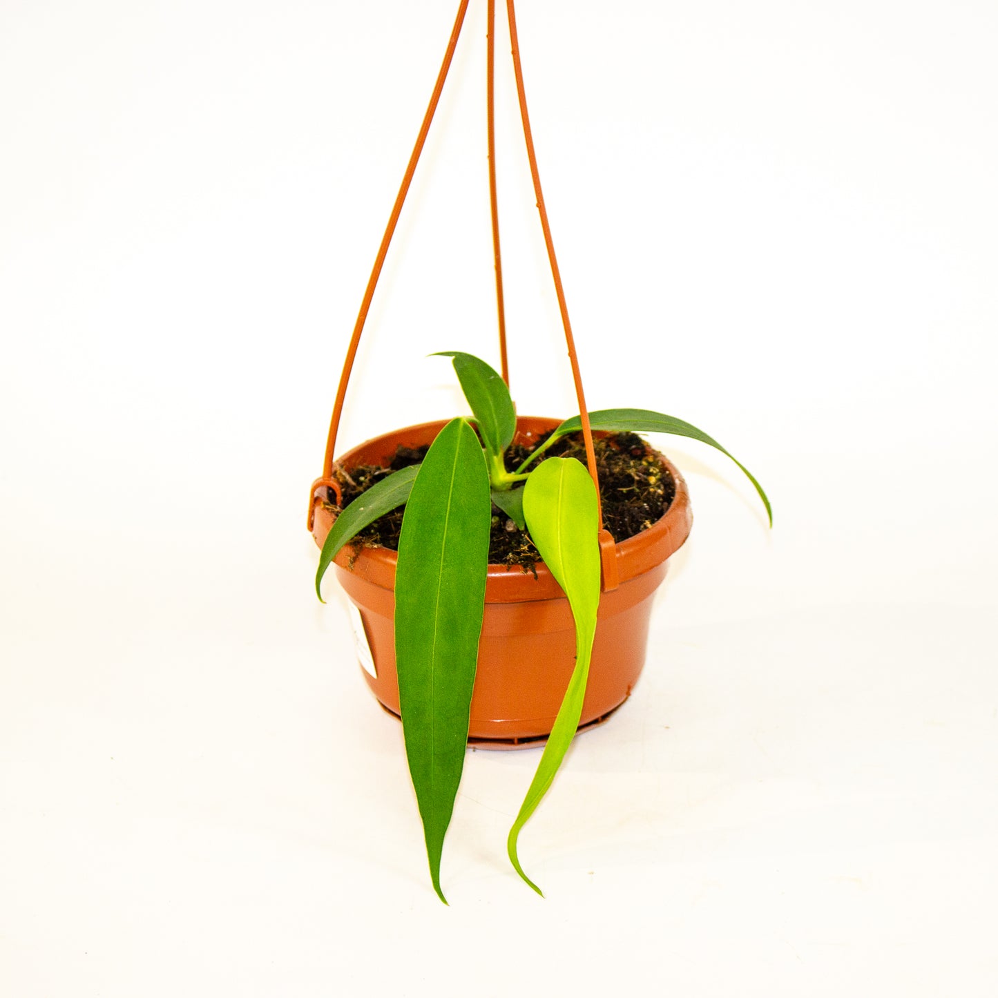 Anthurium Wendlingeri 14cm H40cm