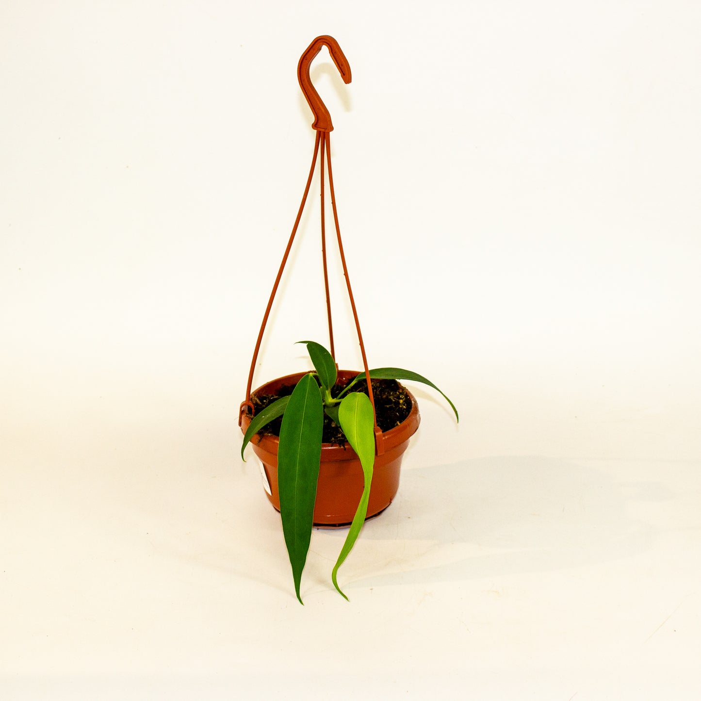 Anthurium Wendlingeri 14cm H40cm