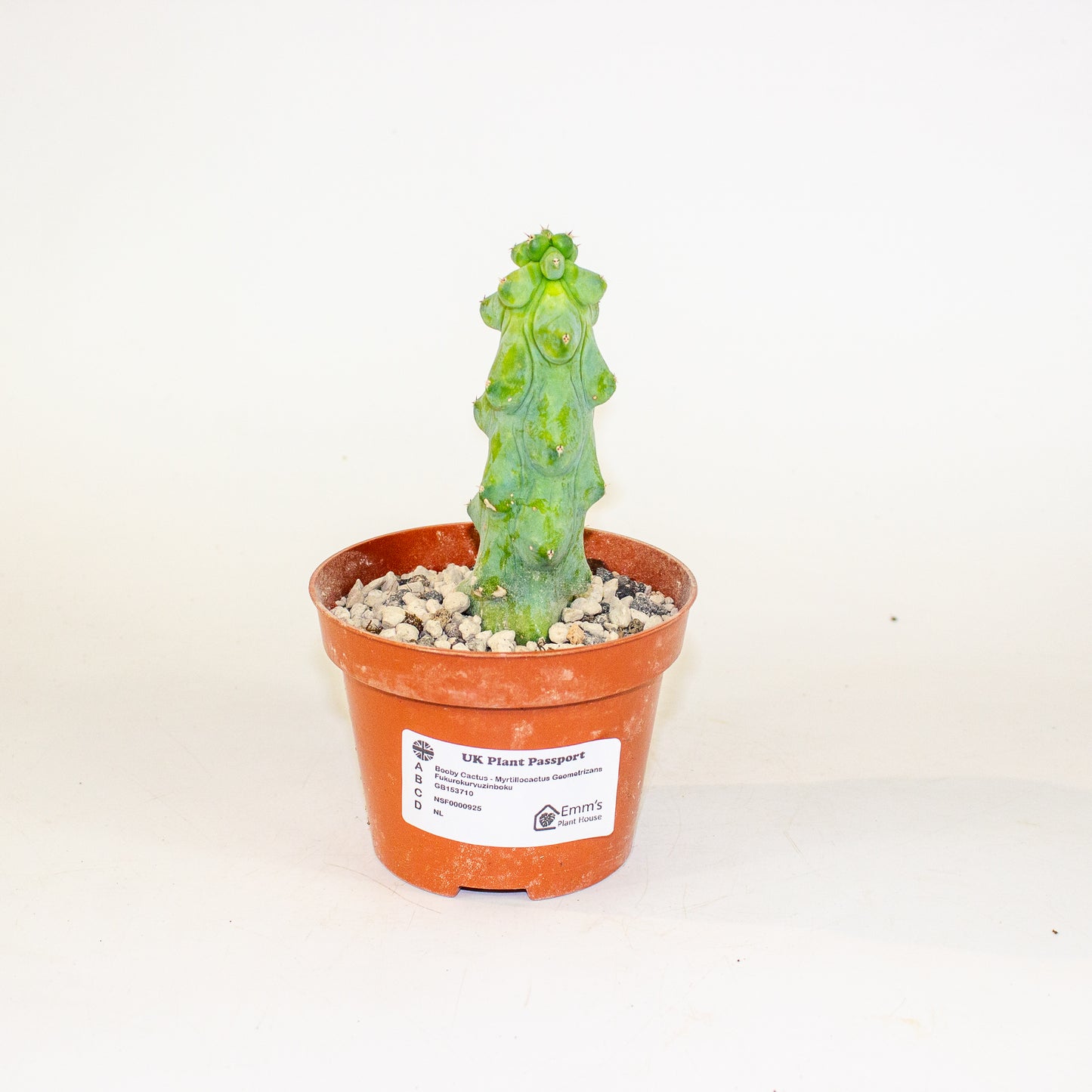 Booby Cactus - Myrtillocactus Geometrizans Fukurokuryuzinboku 10.5cm H15cm
