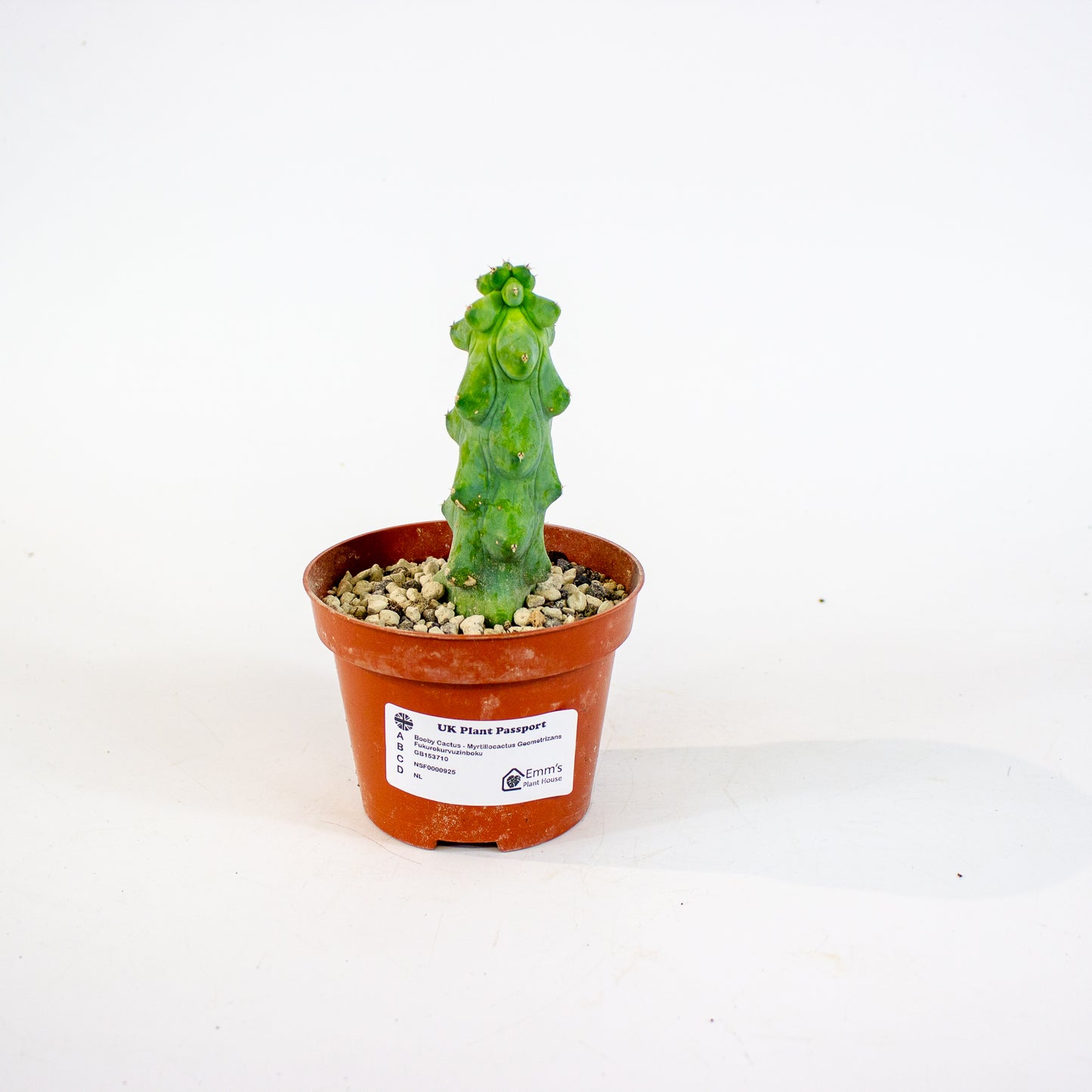 Booby Cactus - Myrtillocactus Geometrizans Fukurokuryuzinboku 10.5cm H15cm
