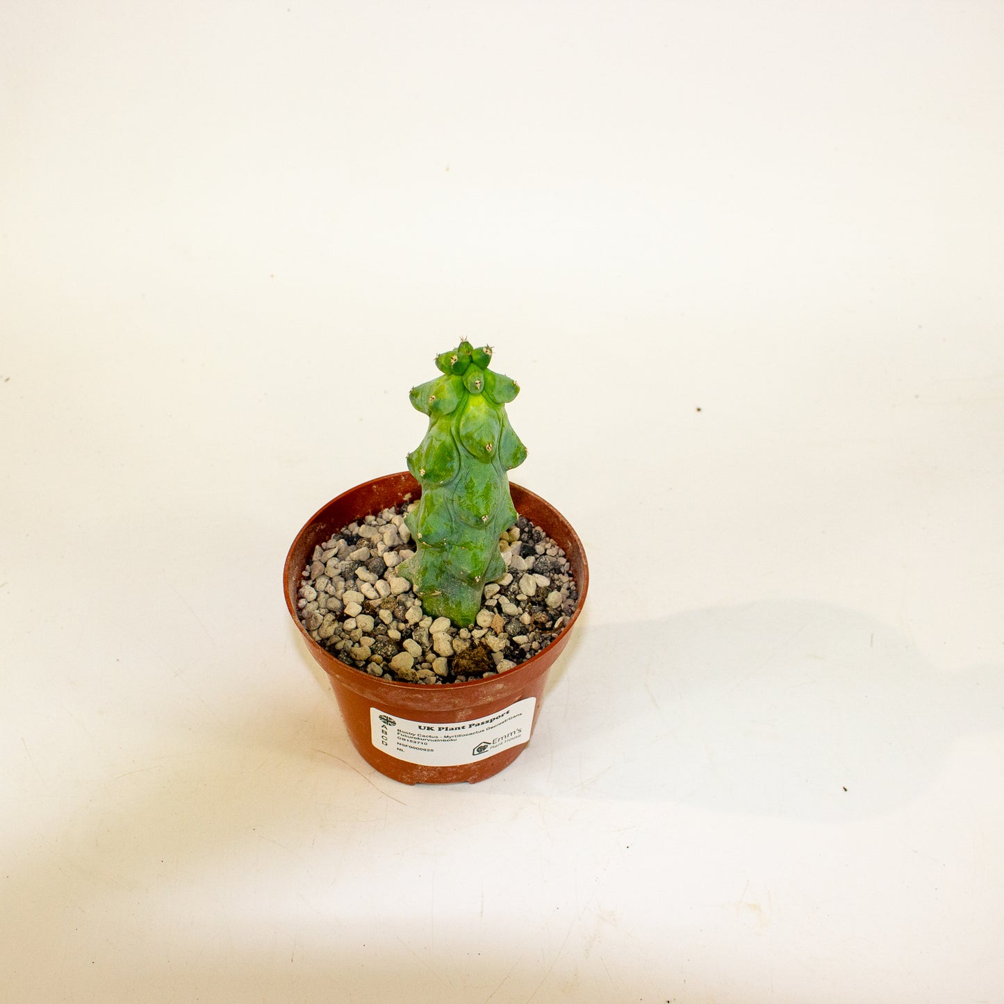 Booby Cactus - Myrtillocactus Geometrizans Fukurokuryuzinboku 10.5cm H15cm