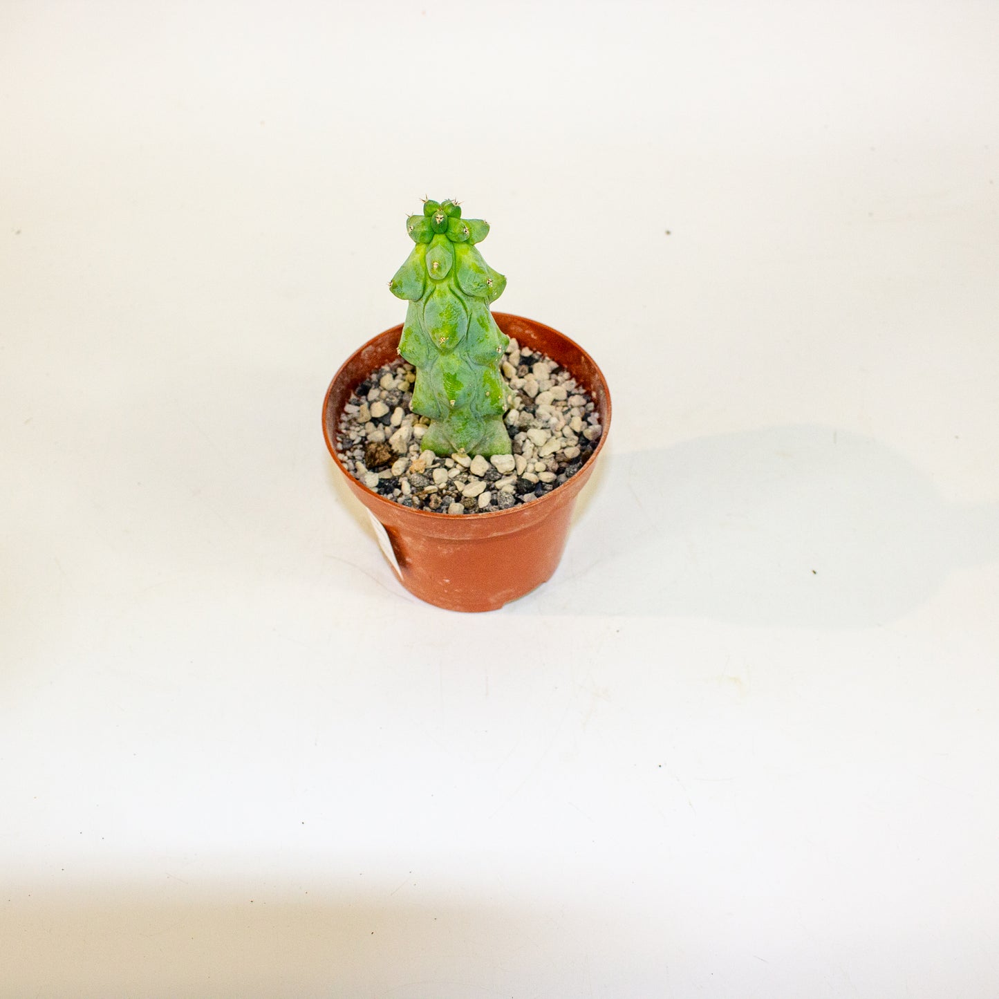 Booby Cactus - Myrtillocactus Geometrizans Fukurokuryuzinboku 10.5cm H15cm