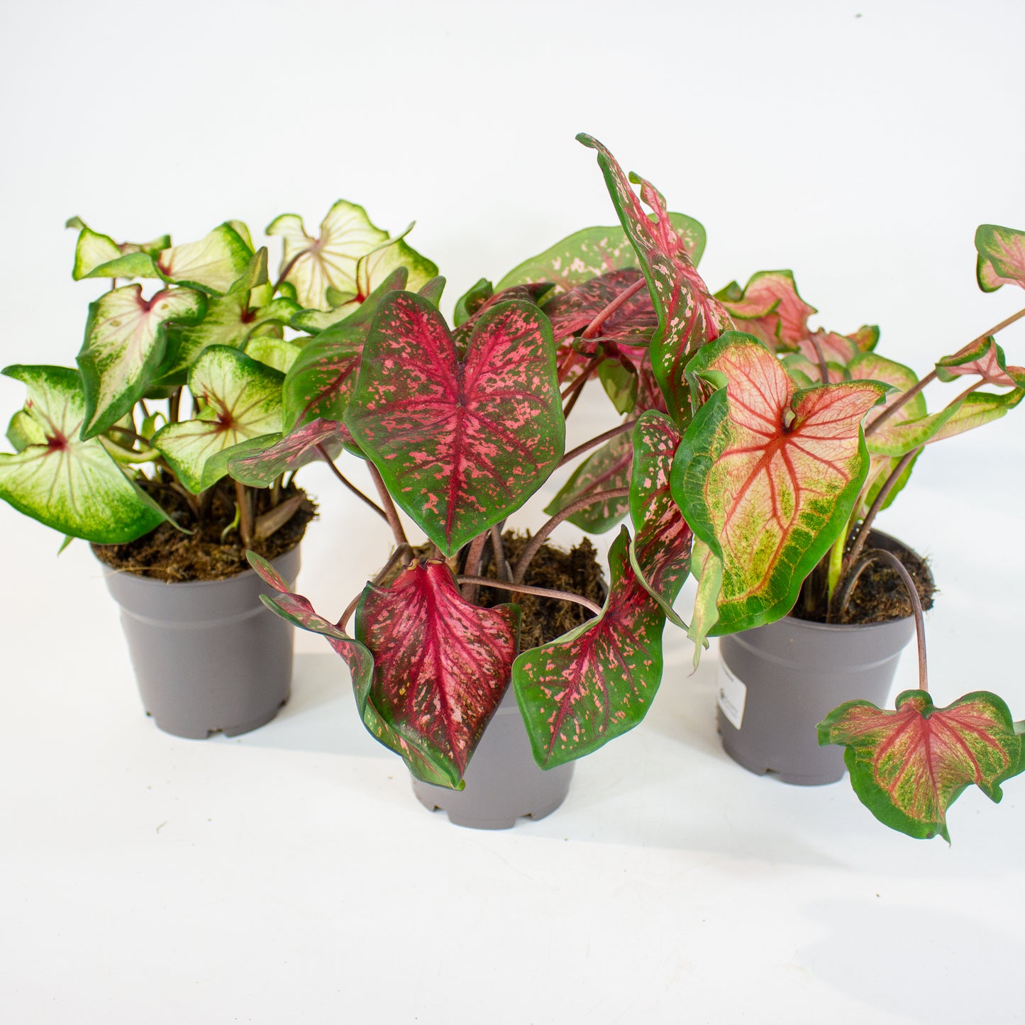 Caladium - Choose one from our selection 12cm H25cm