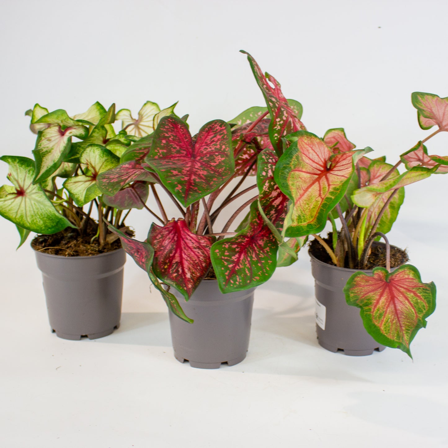 Caladium - Choose one from our selection 12cm H25cm